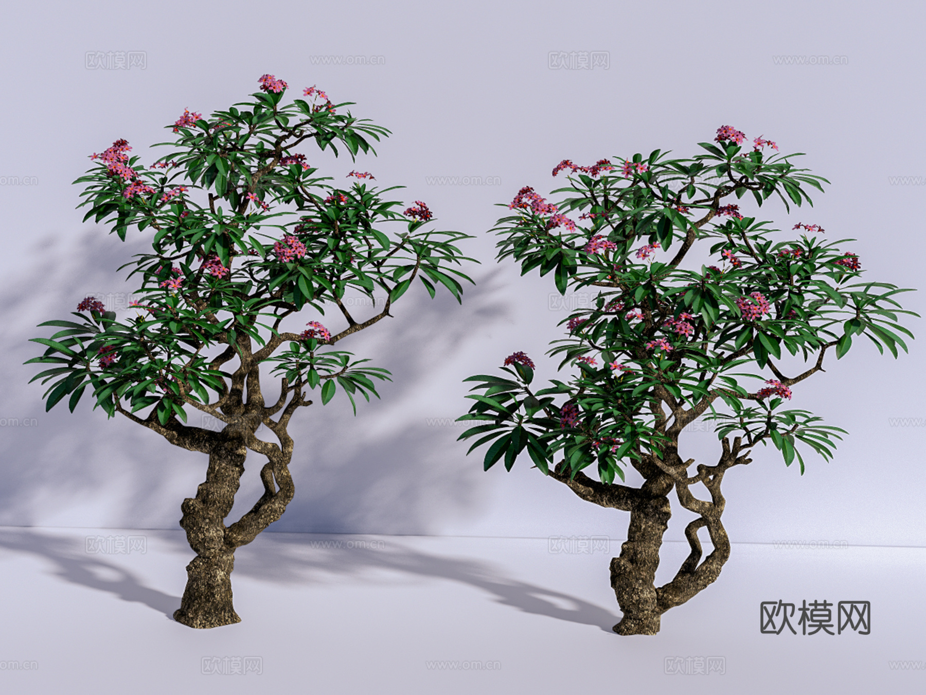 现代景观树 鸡蛋花 造型树 乔木su模型下载