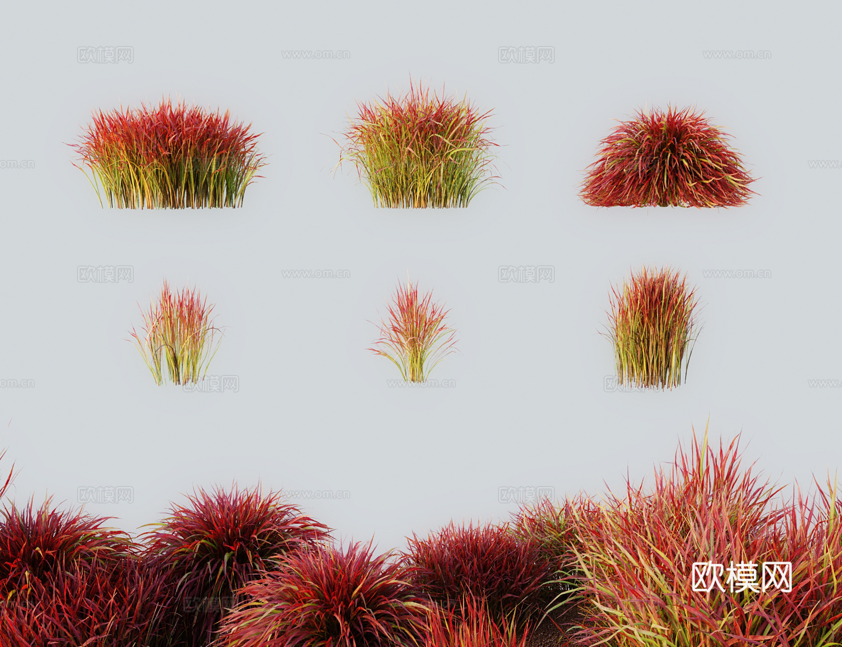现代草 灌木 日本血草血芒3d模型