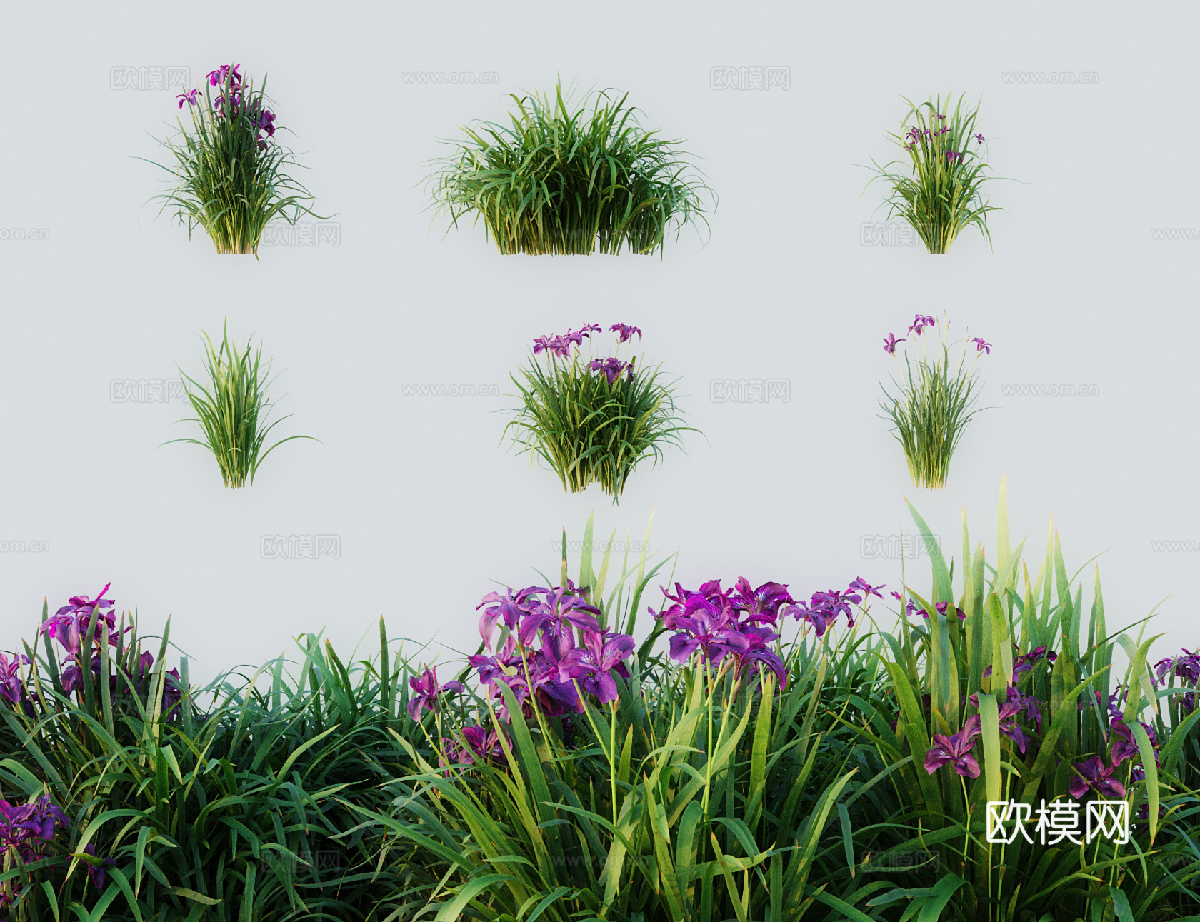 现代草 灌木 溪荪 东方鸢尾 西伯利亚鸢尾3d模型