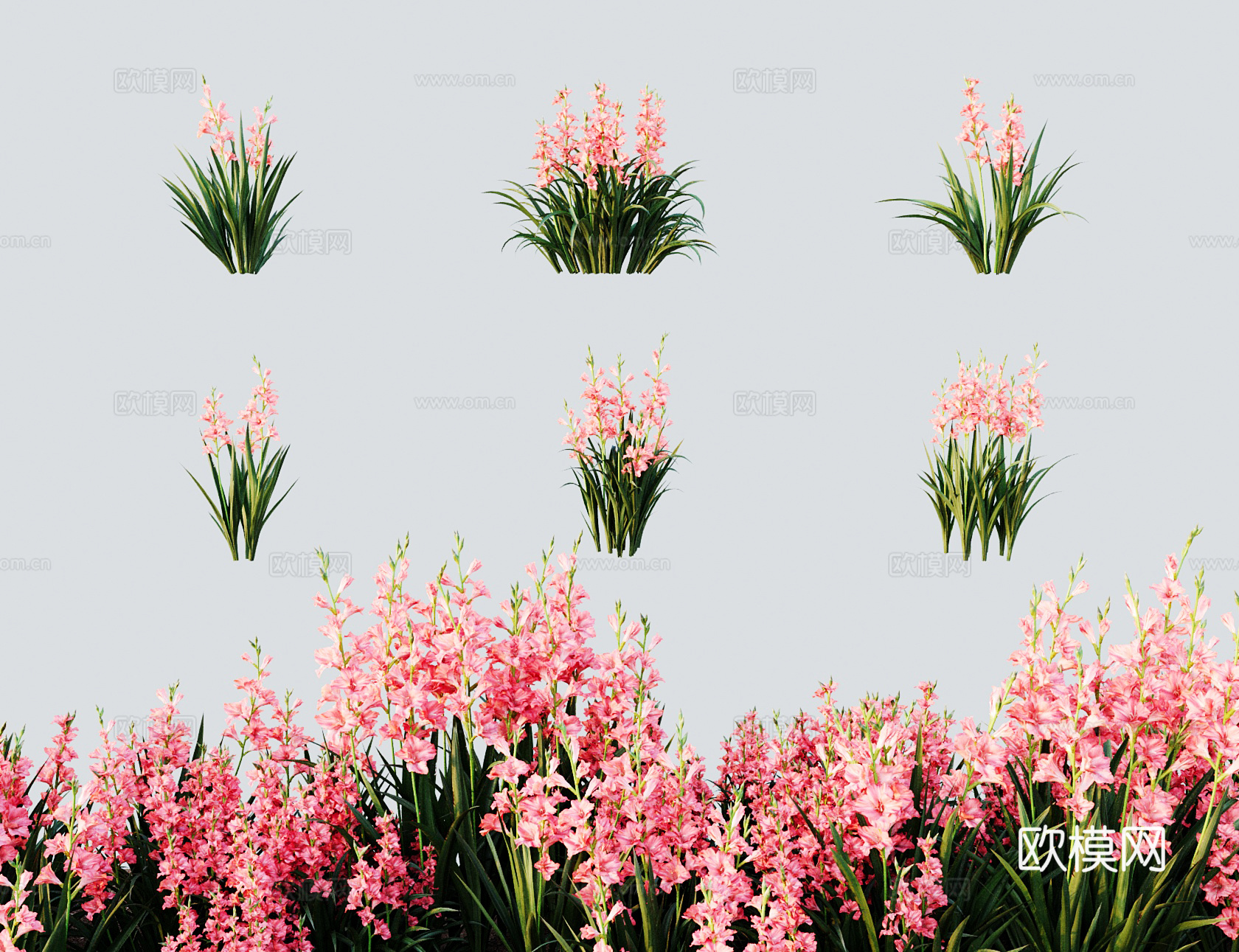 现代草 灌木 唐菖蒲荸荠莲 菖兰剑兰十样锦3d模型