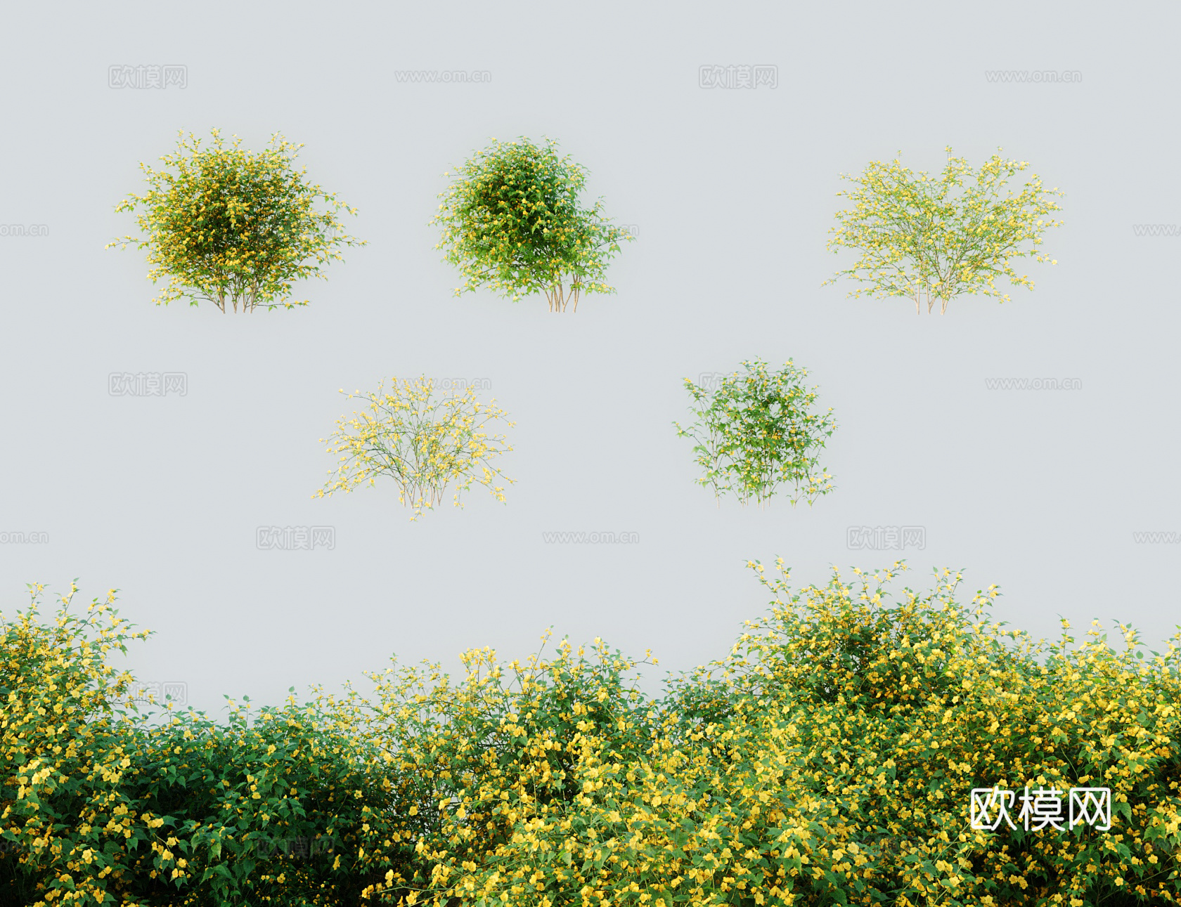 现代灌木棣棠花 蜂棠花黄度梅金碗 金棣棠梅黄榆梅 地藏王花麻3d模型
