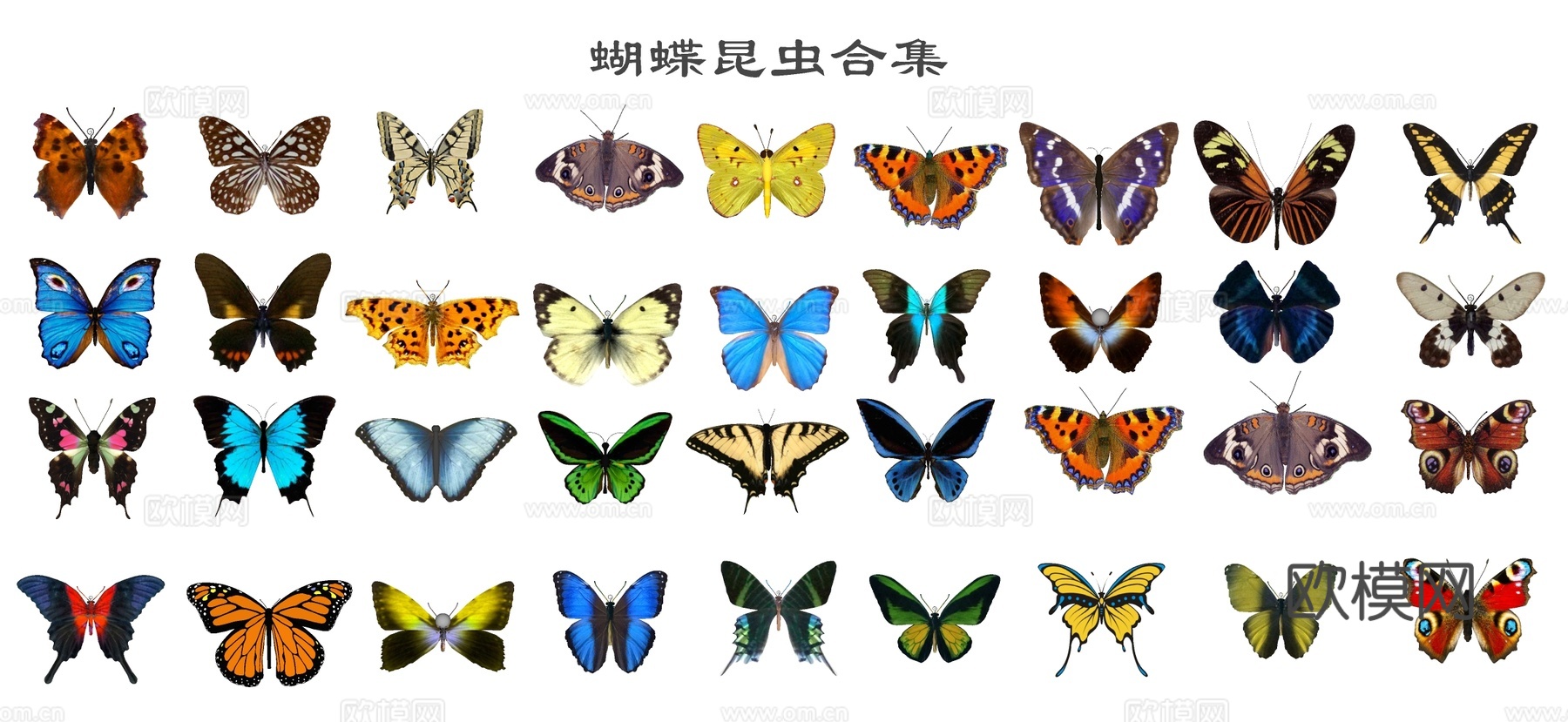 现代蝴蝶 彩蝶 飞蛾 昆虫su模型下载