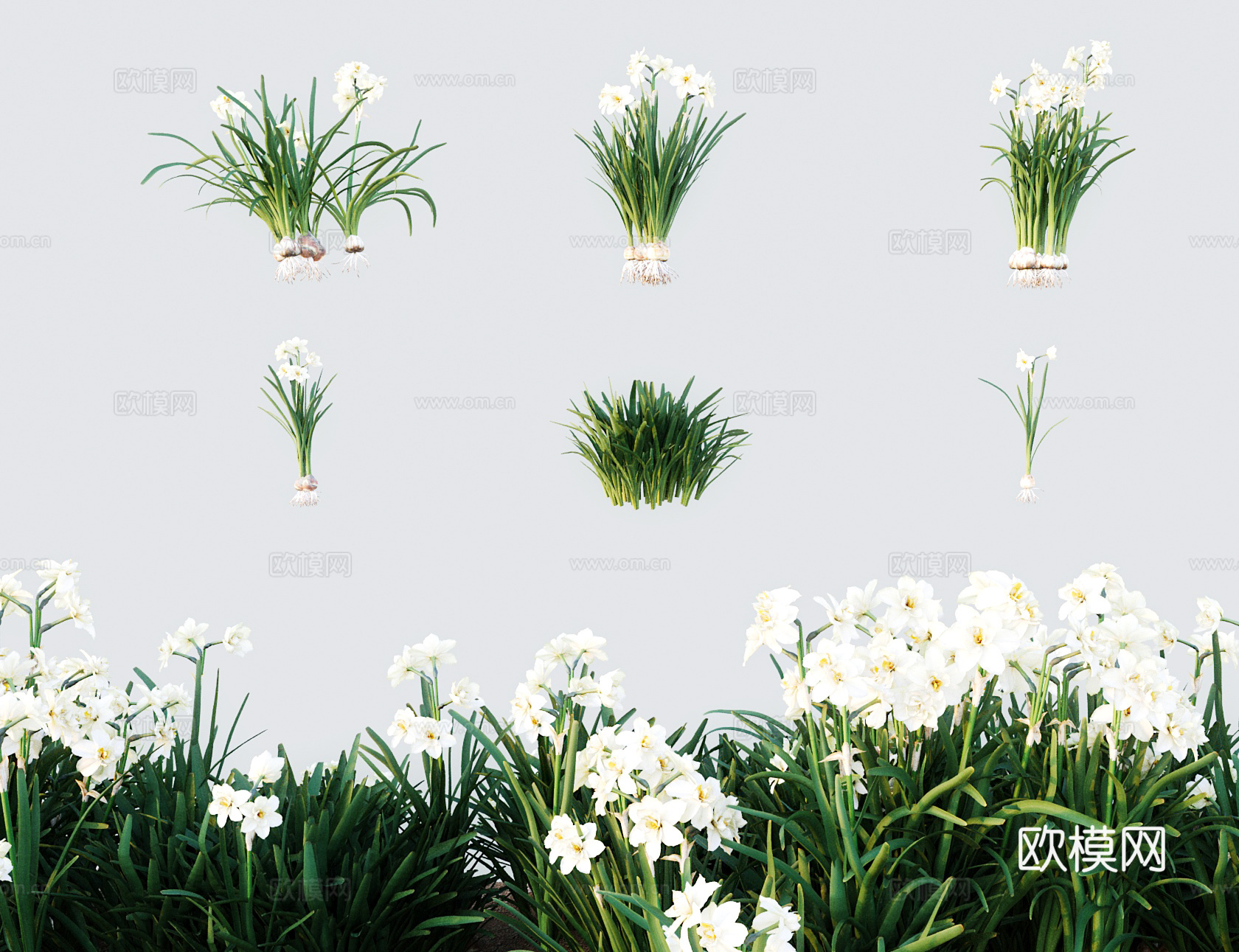 现代草 灌木 水仙凌波仙子天葱 金盏银台玉玲珑 姚女花雅蒜金3d模型