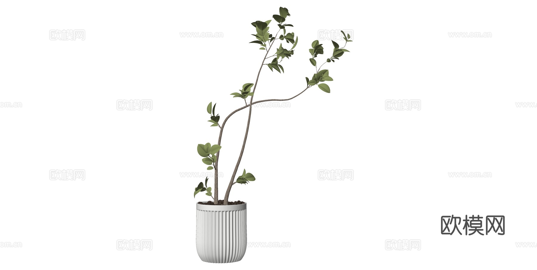 植物 盆栽 盆景 花卉su模型下载