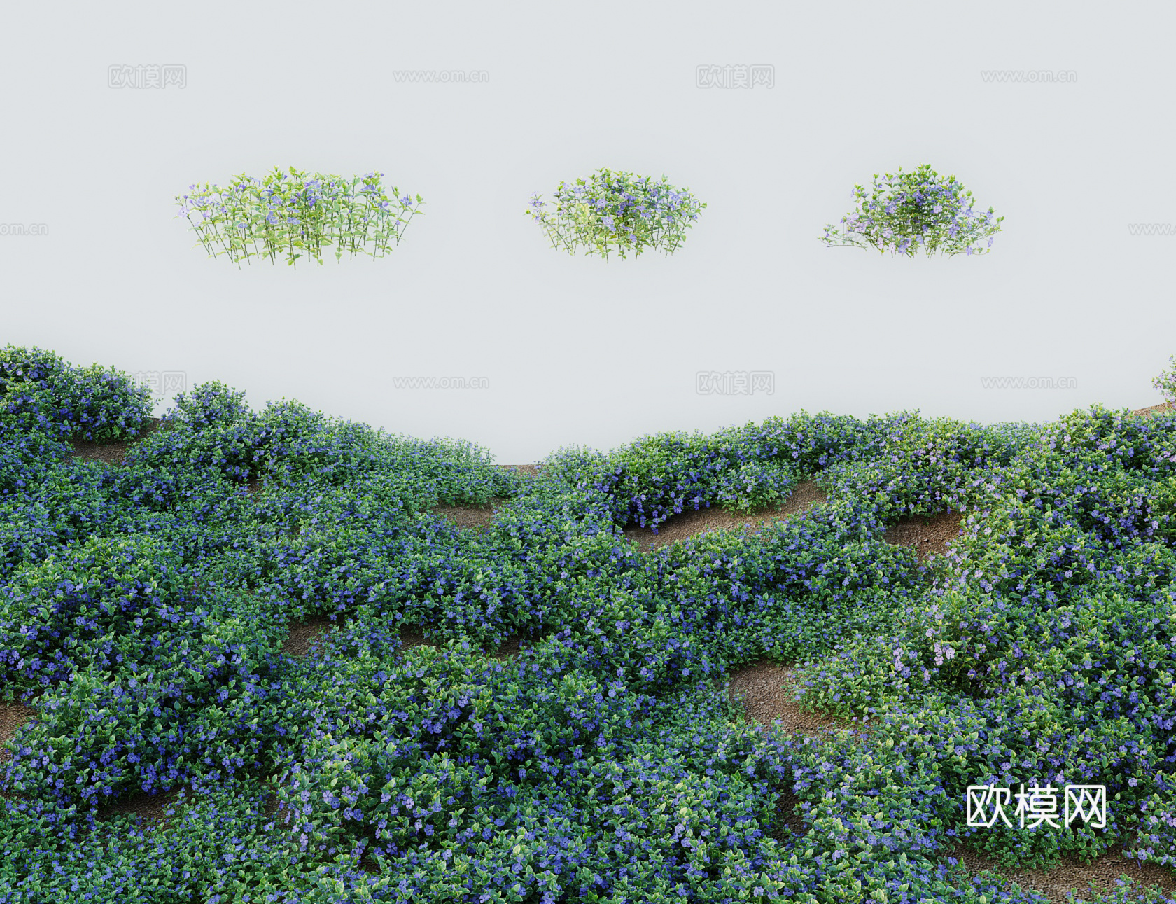 现代草 灌木 蔓长春花金盏草 四时春日日新 雁头红三万花 卵3d模型