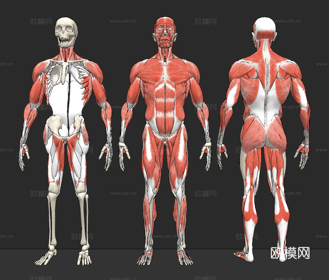 现代医用人体肌肉构造su模型