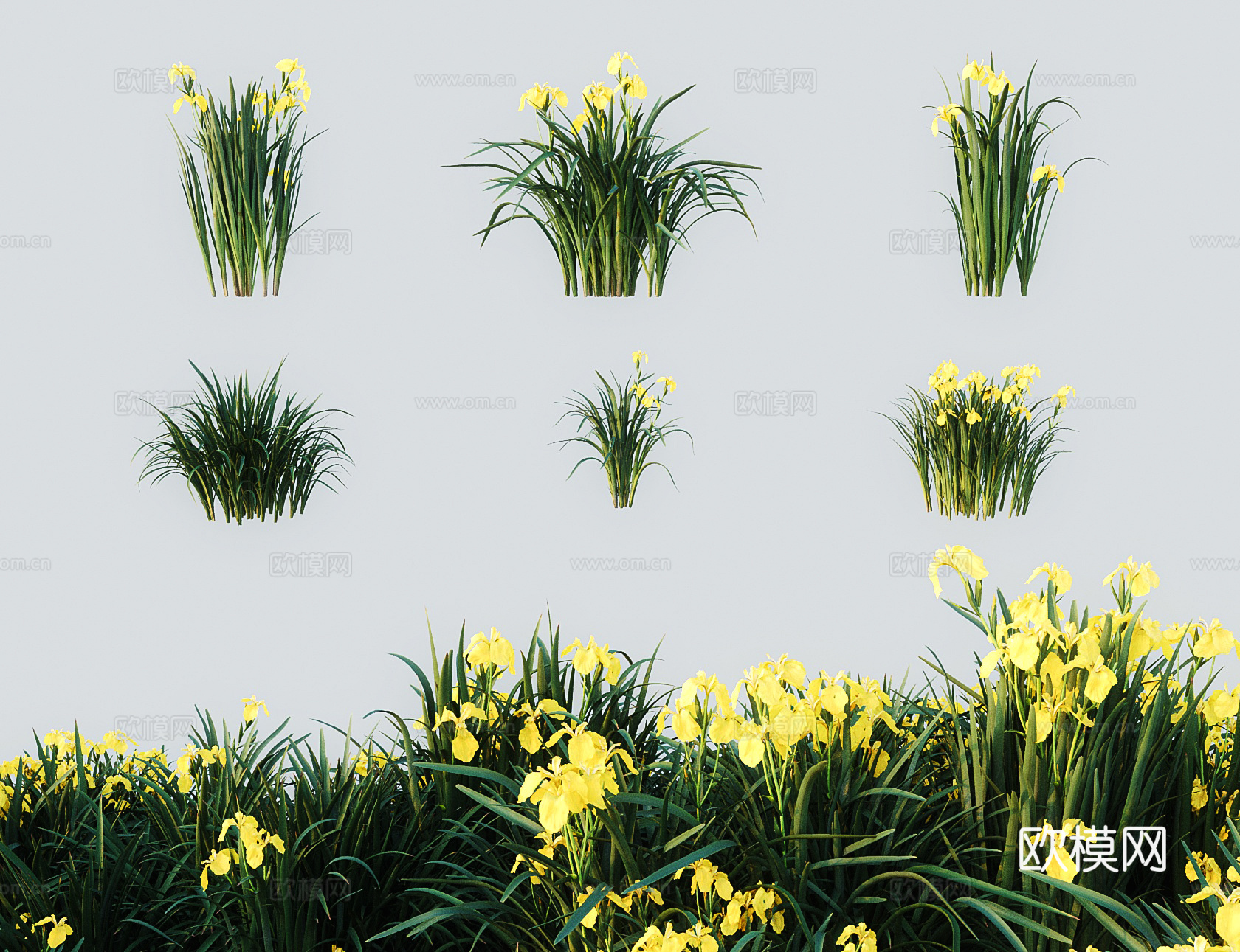 现代黄菖蒲灌木 水烛黄鸢尾水菖蒲 水生鸢尾黄花鸢尾3d模型