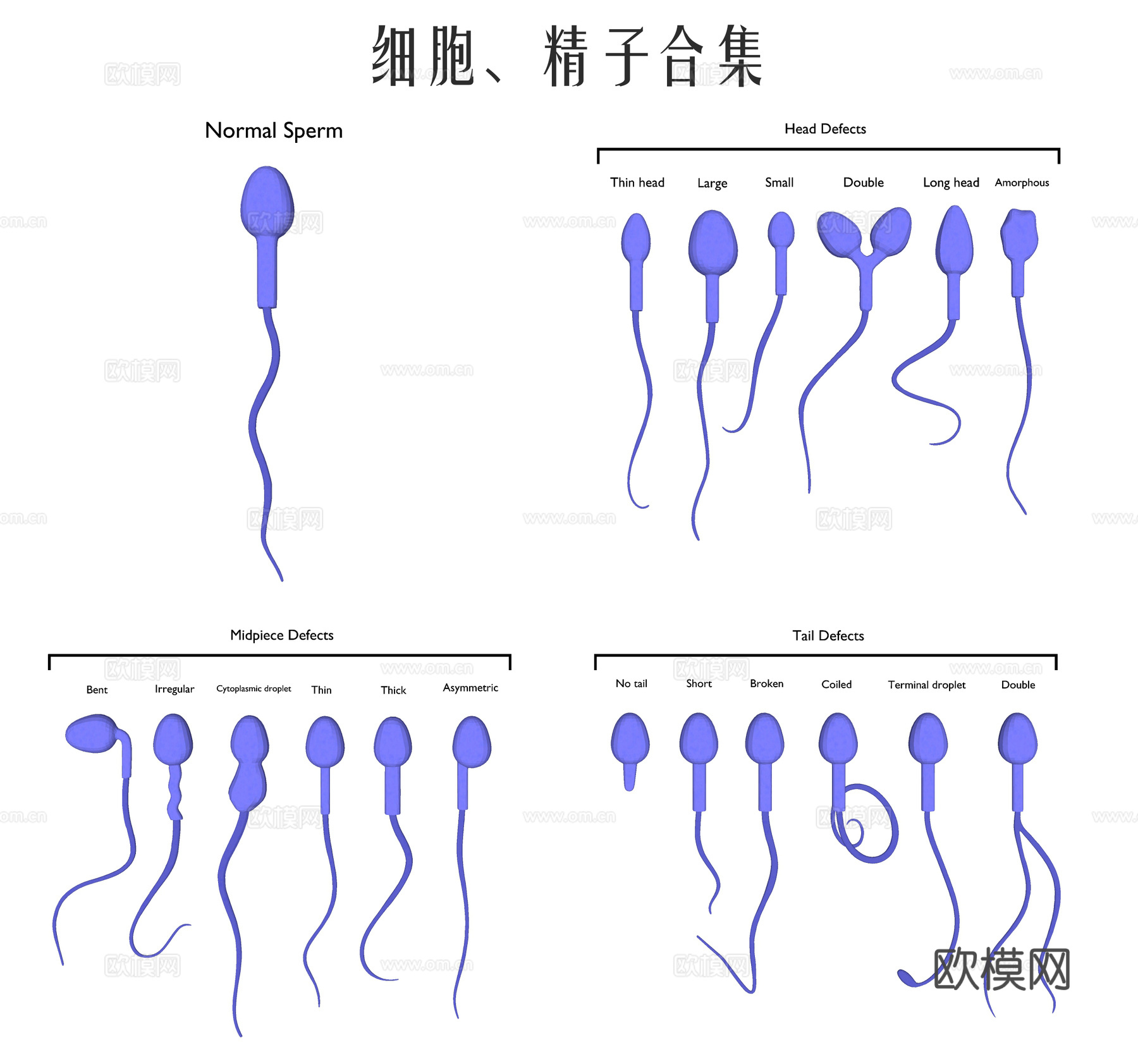 小蝌蚪精子 nda细胞 染色体组织 器官解剖 医学生物学su模型