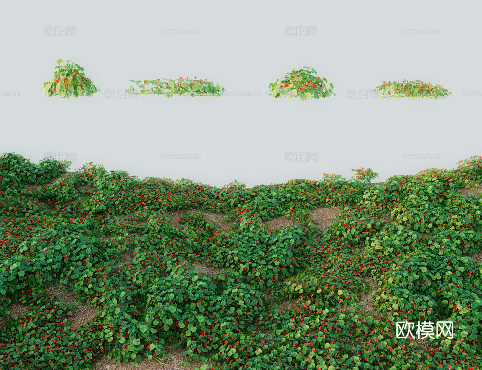 现代草 灌木 金莲花旱荷 旱莲花寒荷陆地莲 旱地莲金梅草3d模型