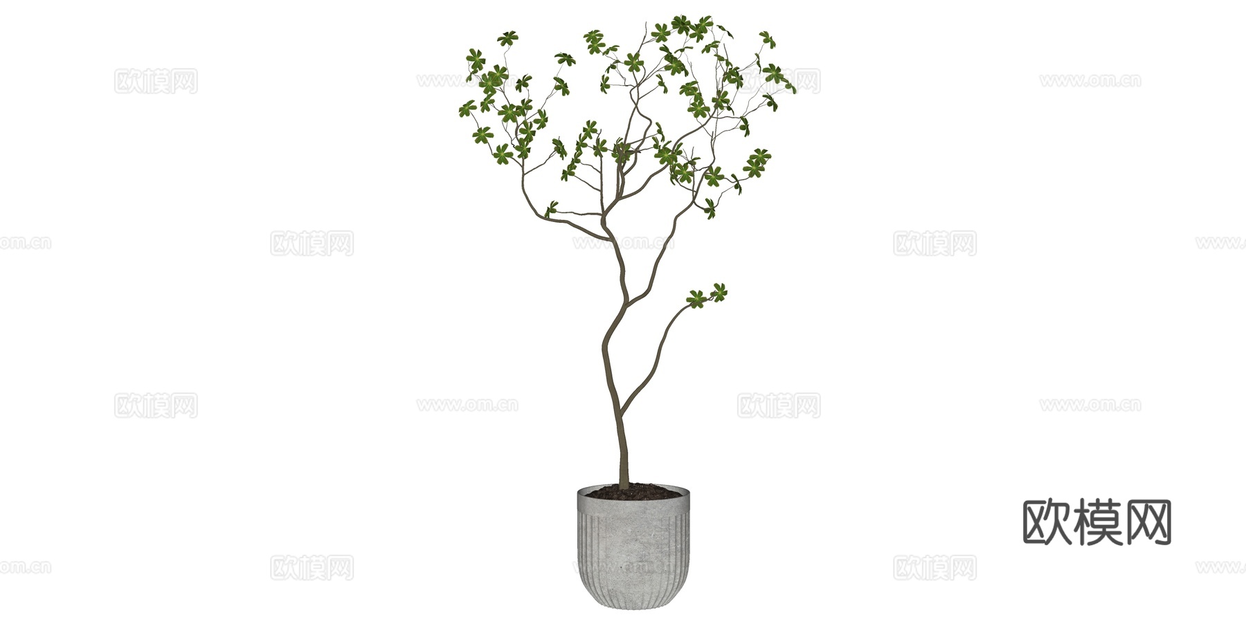 植物 盆栽 盆景 花卉su模型下载