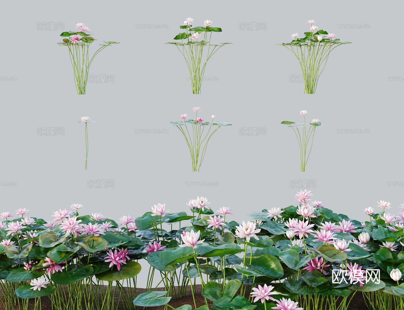 现代草 灌木 睡莲睡莲花荷花 蕖兰水莲子午莲 荷兰百合水芹花3d模型