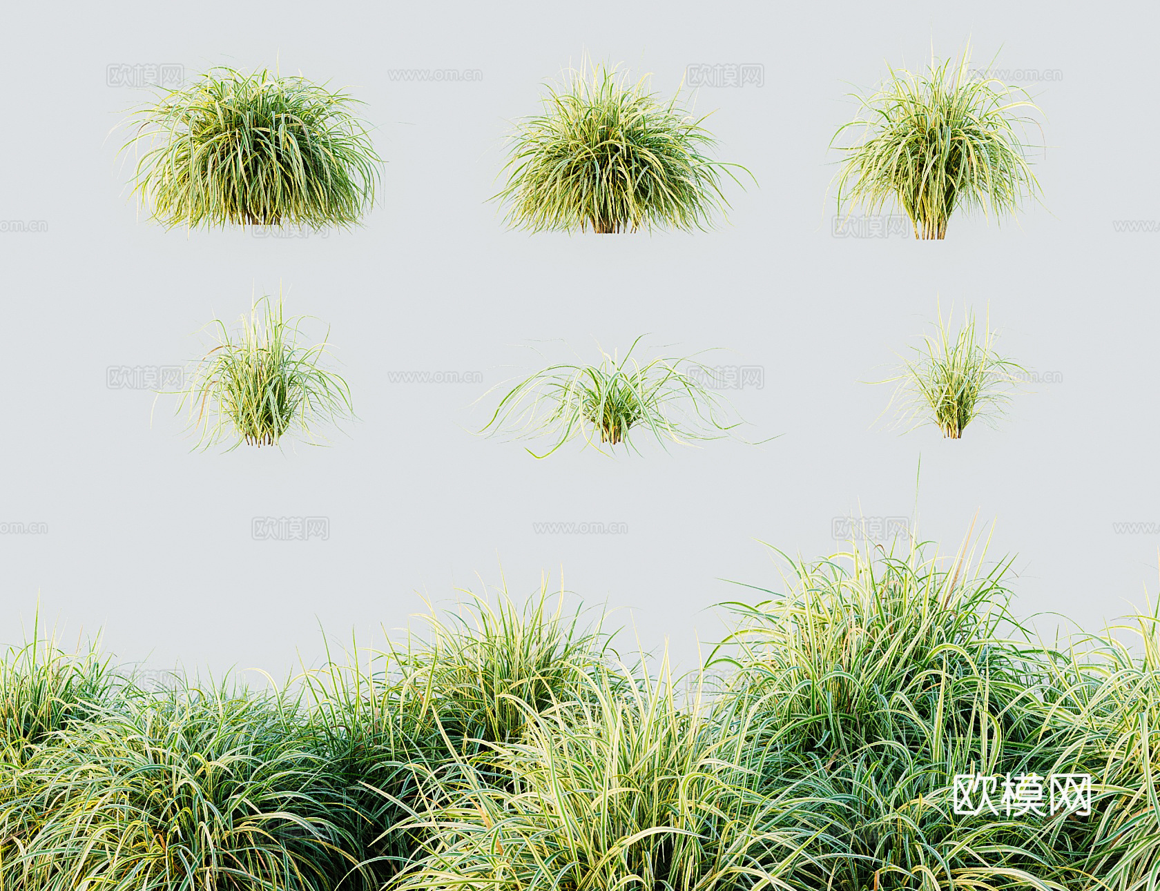 现代乔木灌木 斑叶芒斑点芒 芦竹 彩叶芦竹3d模型