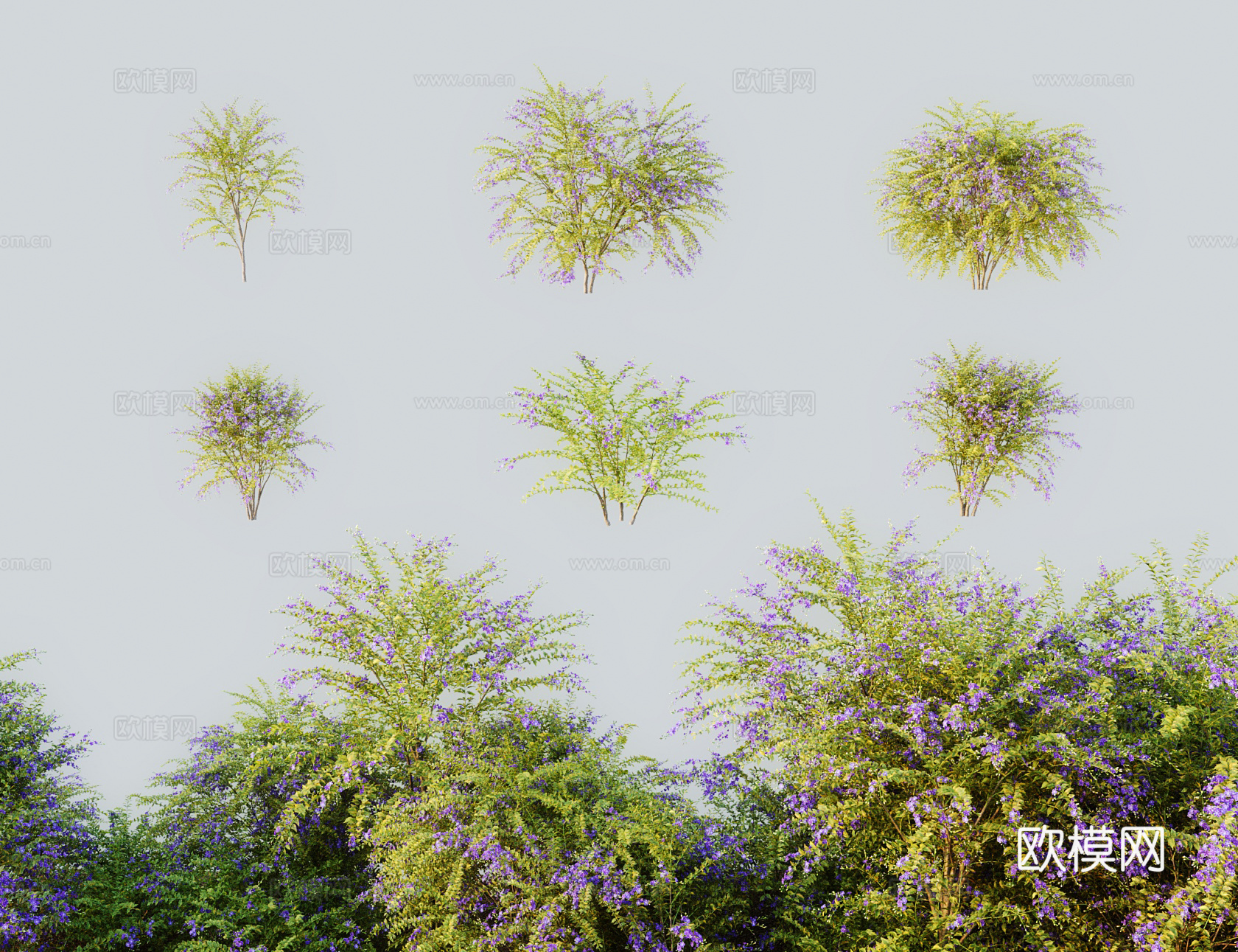 现代灌木假连翘 番仔刺篱笆树洋刺 桐青白解花墙刺3d模型