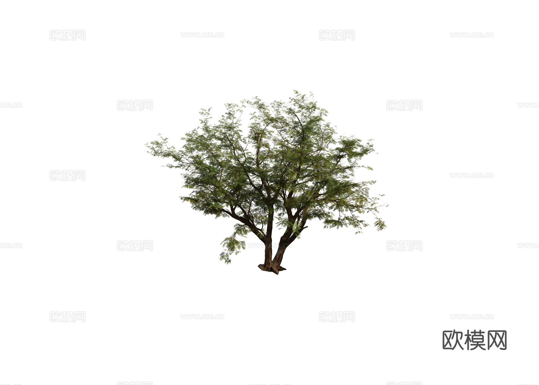 现代乔木 丛生乔木 落叶乔木 孤植乔木组合3d模型