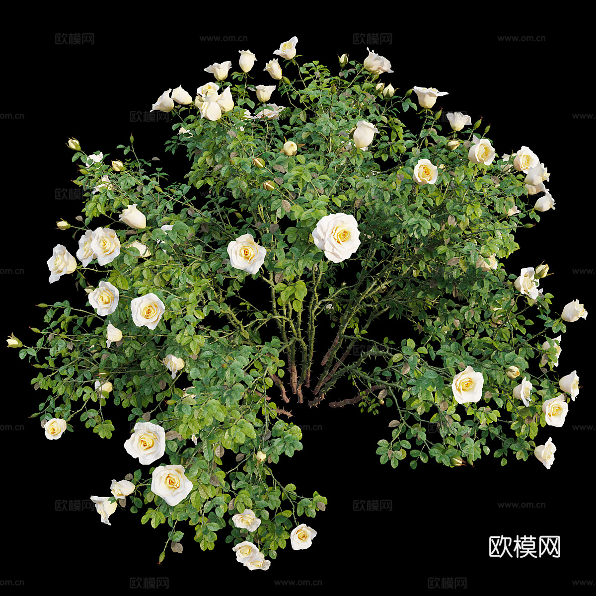 现代玫瑰花丛3d模型