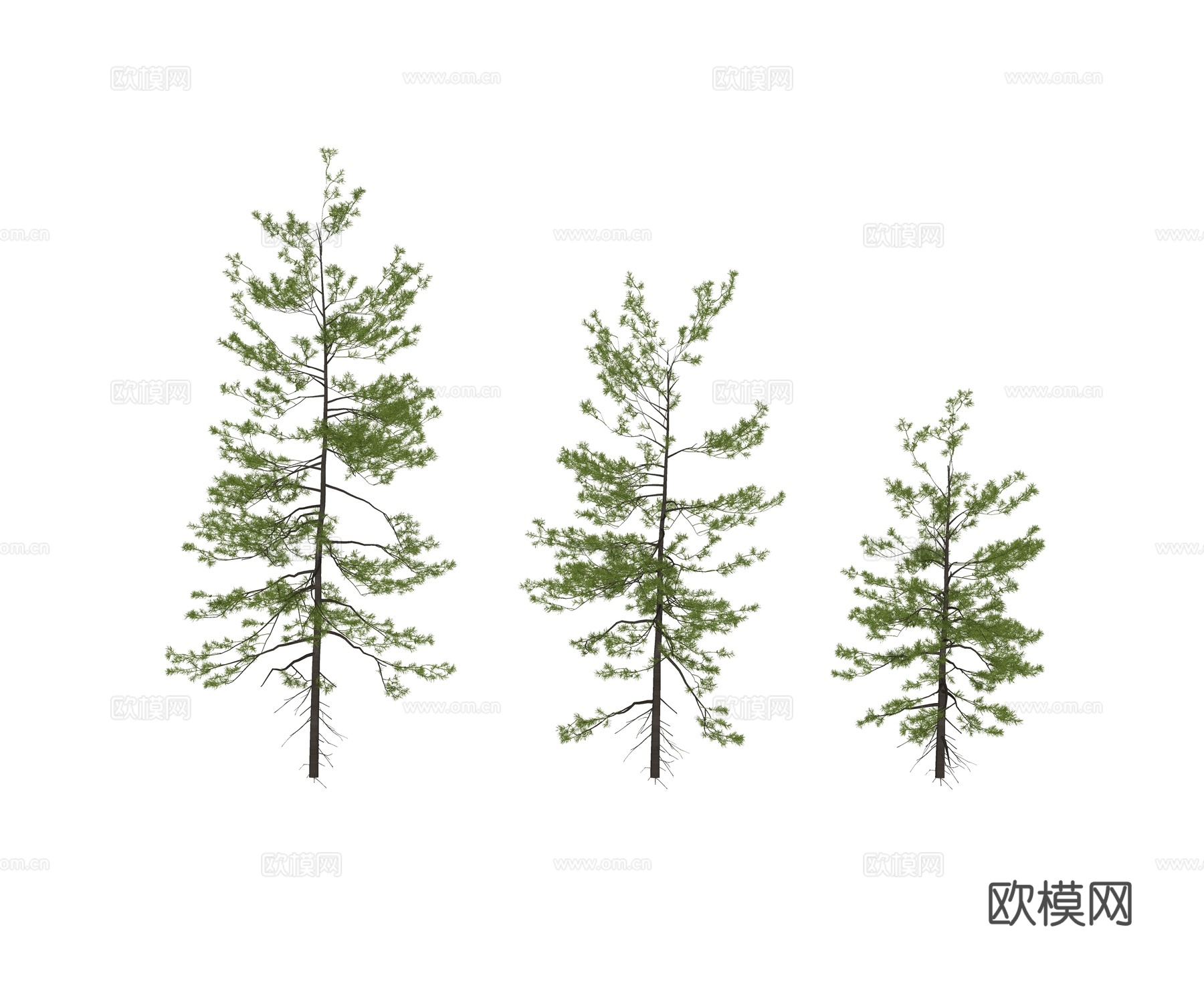 现代乔木 松树类 雪松 柏树类植物su模型
