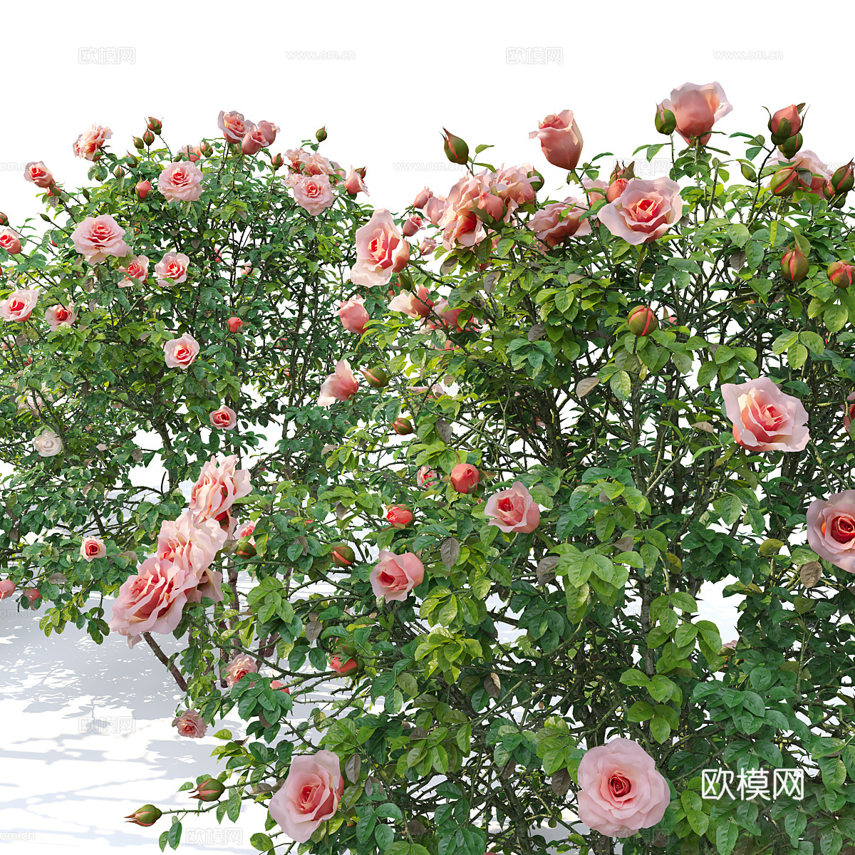 现代玫瑰花丛3d模型
