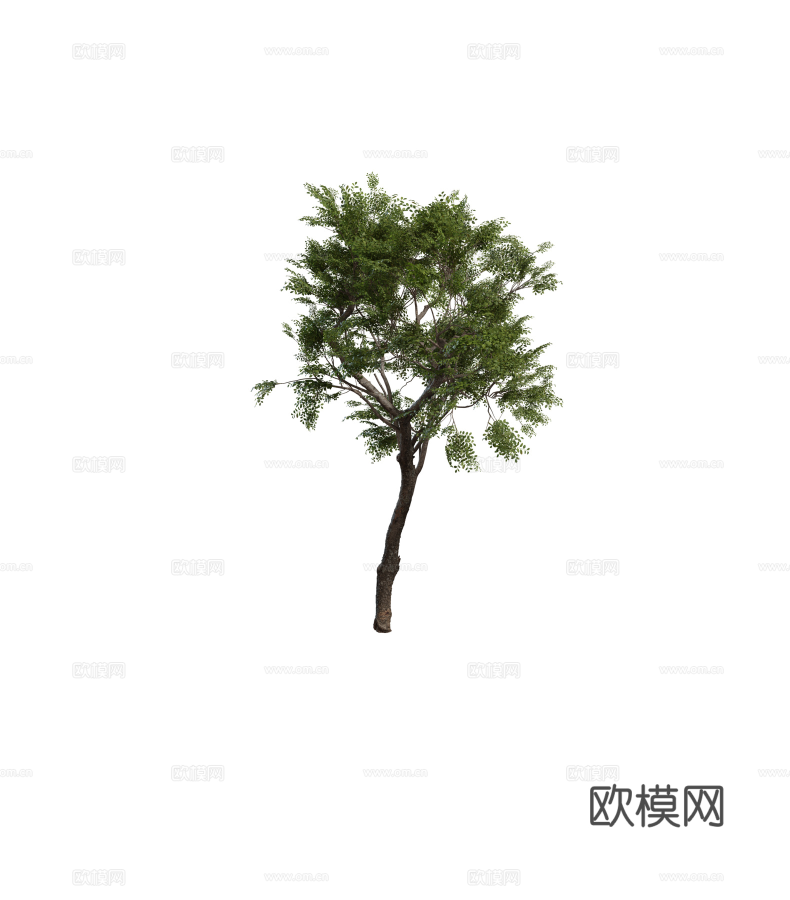 现代乔木 丛生乔木 落叶乔木 孤植乔木组合3d模型