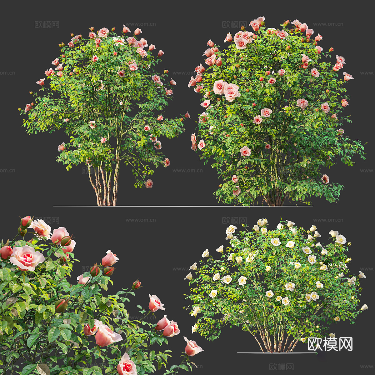 现代玫瑰花丛3d模型