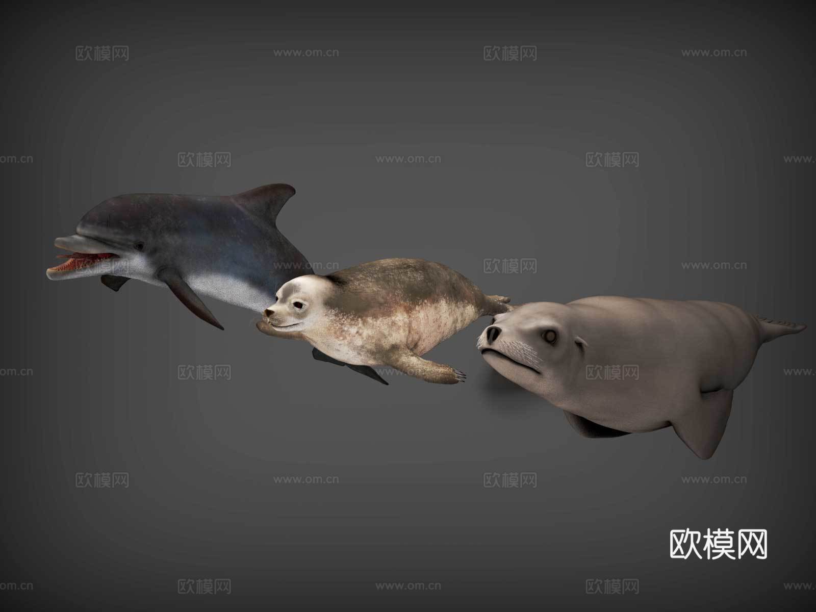 海豚  海豹  海狮  海洋动物3d模型