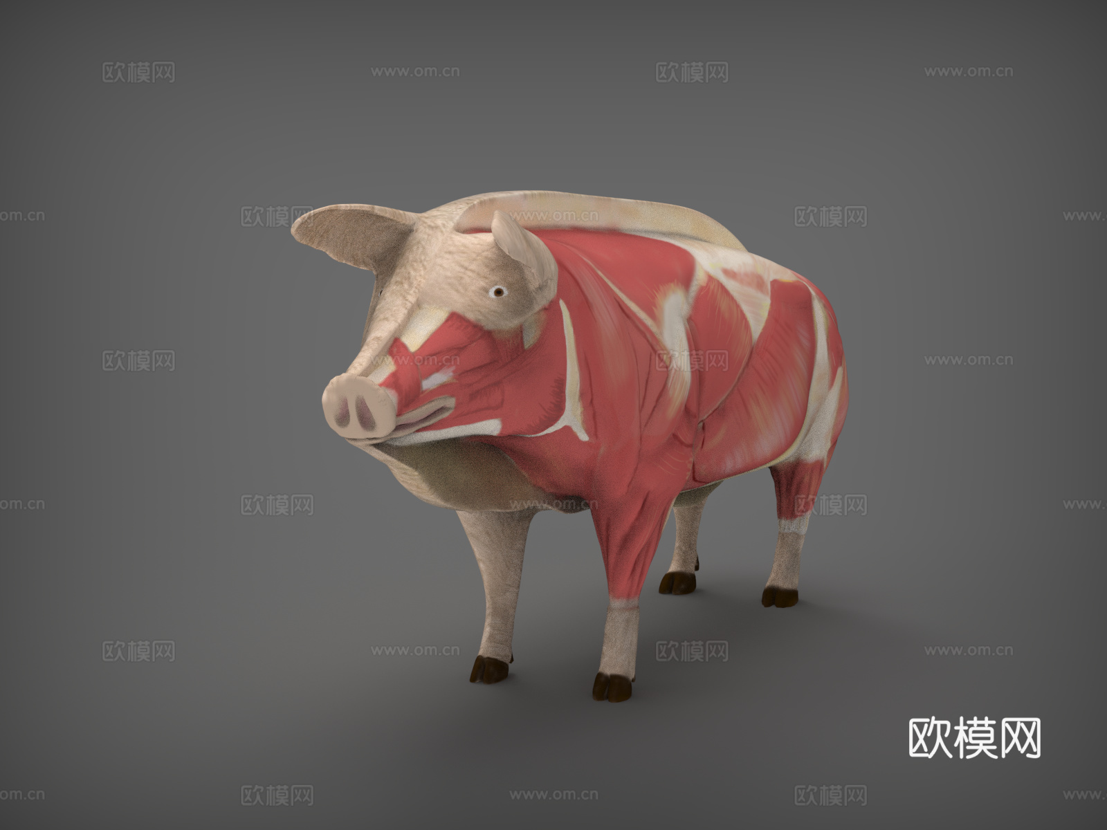 猪  猪肌肉分布  猪肉  猪解剖   白猪  家猪3d模型