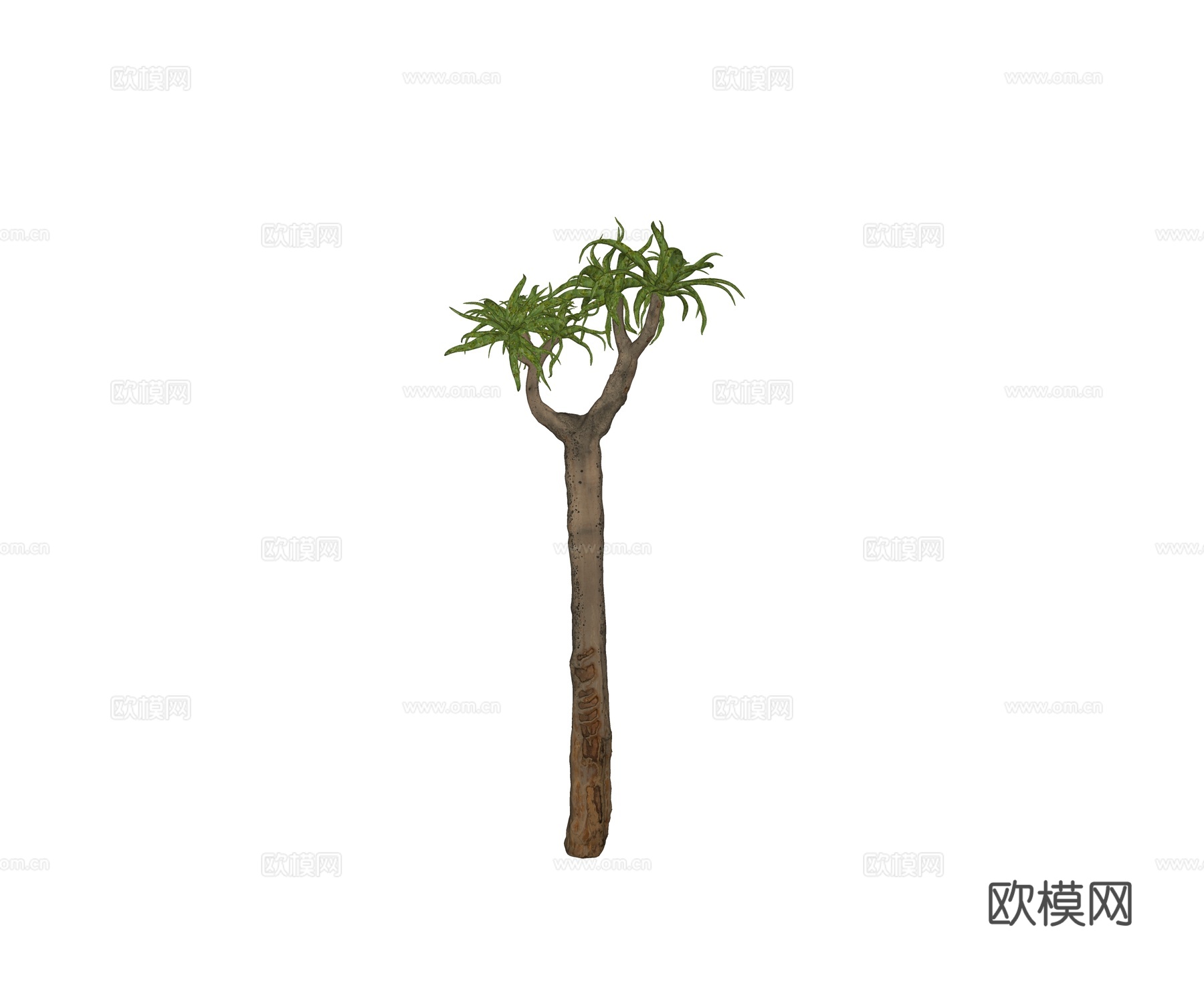 现代热带植物 海岛树 乔木 行道树 景观树su模型