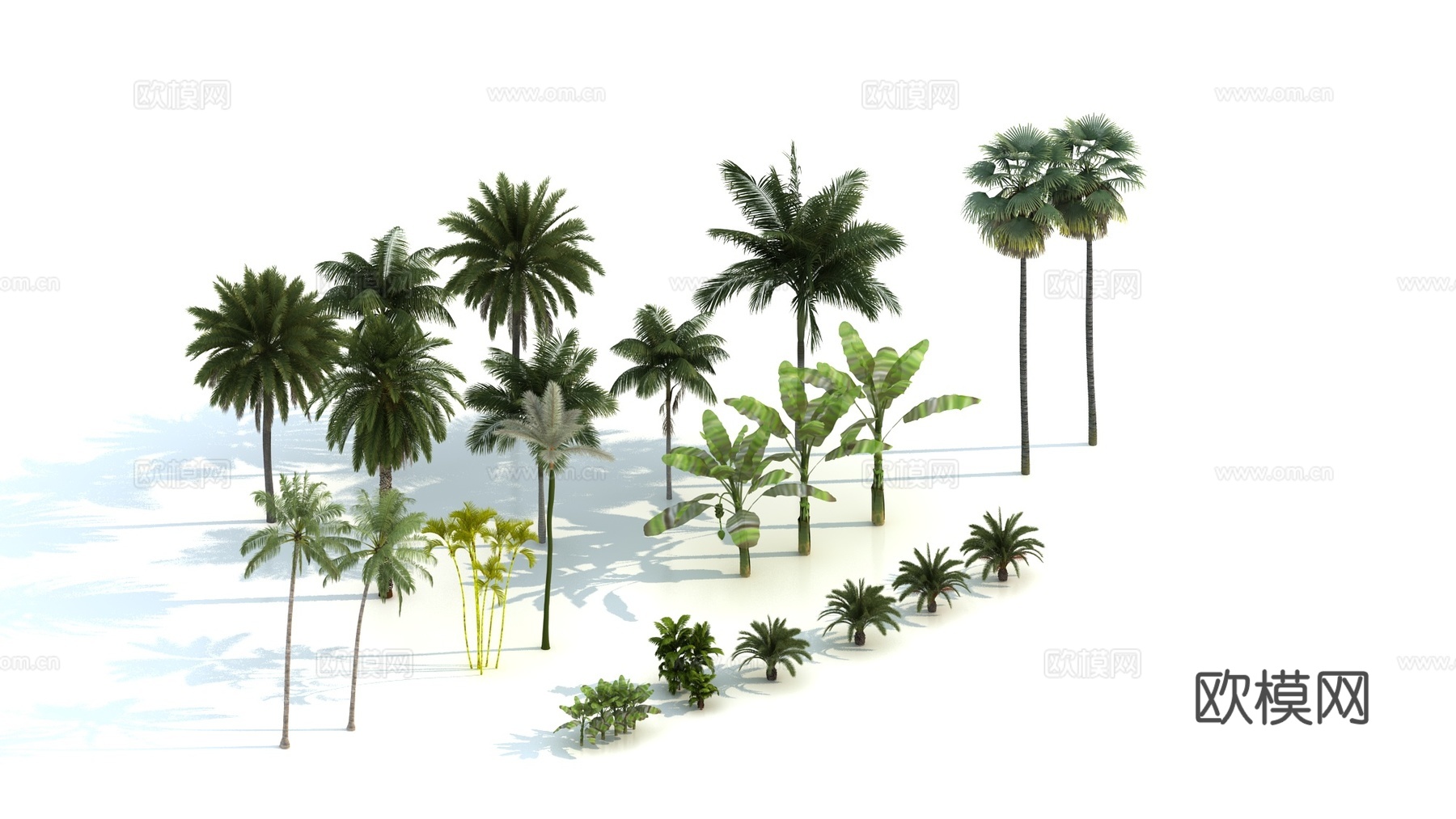 热带树 椰子树 棕榈树3d模型