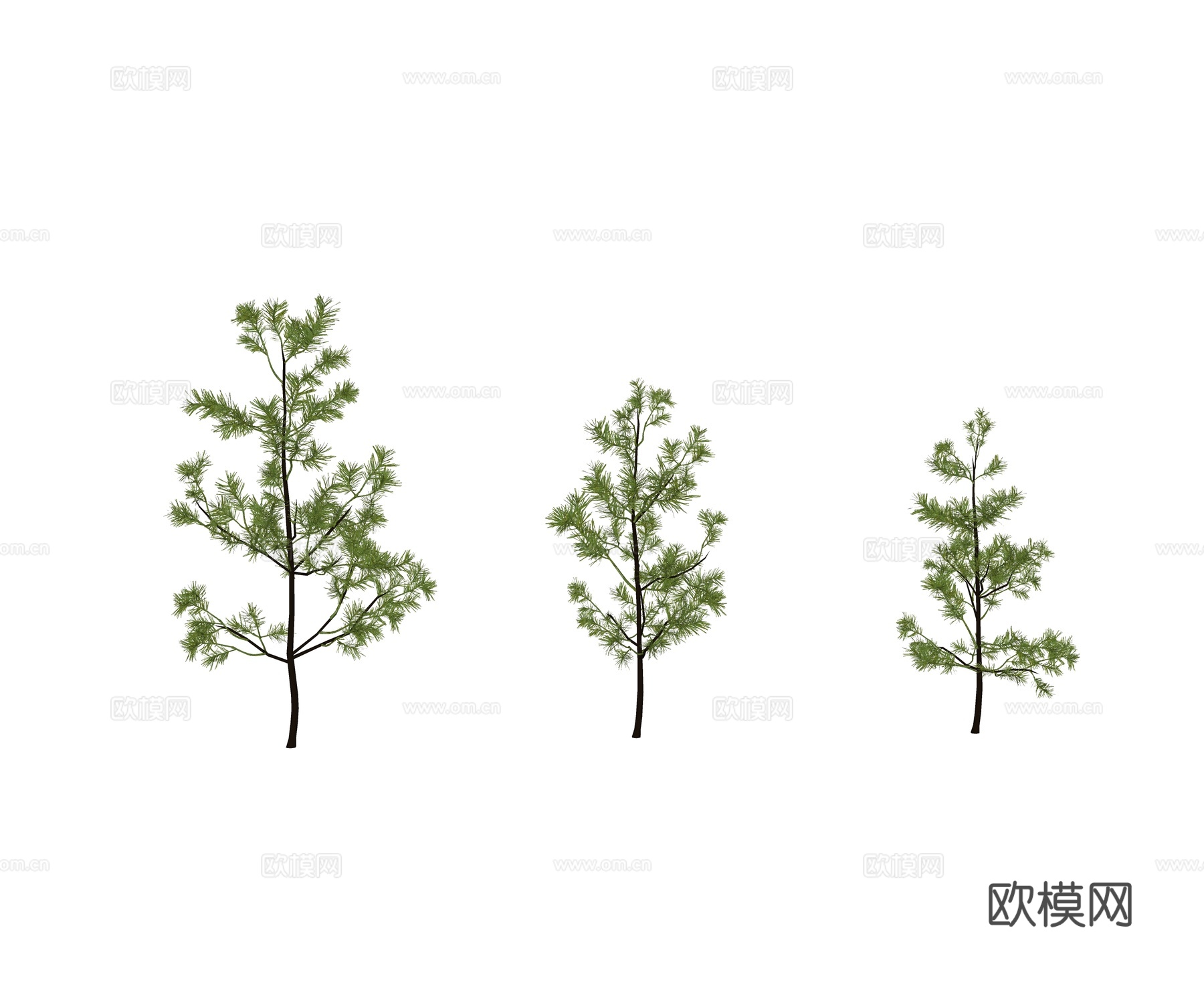 现代乔木 行道树 景观树 针叶形植物 松树 雪松su模型