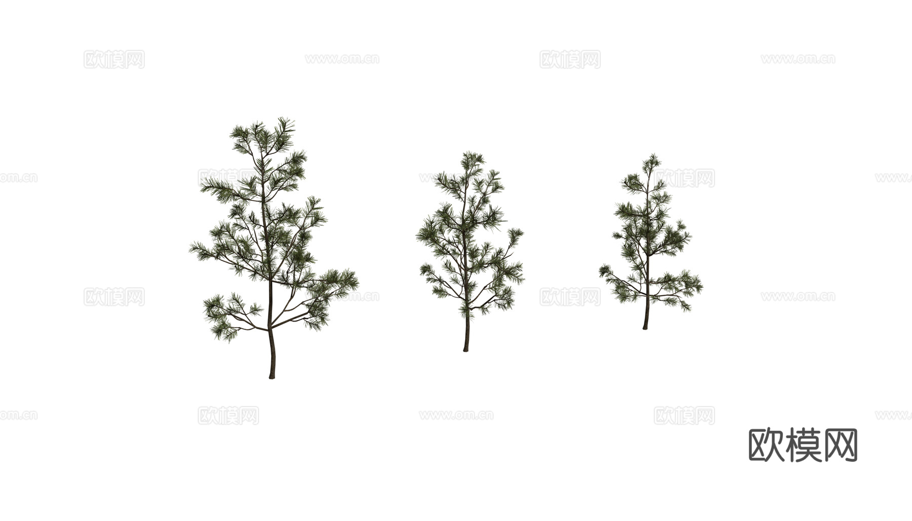 现代乔木 行道树 景观树 针叶形植物 松树 雪松su模型