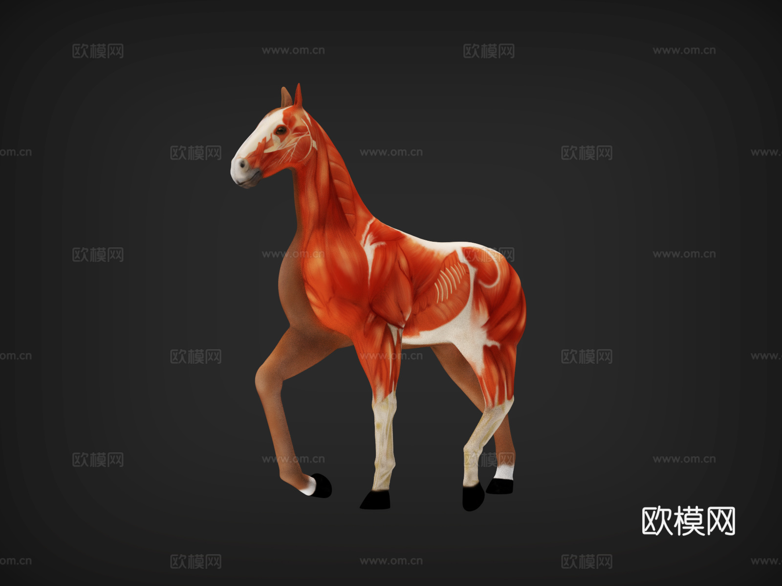 马  解剖  马肌肉分布图   肌肉分布图   骏马 马匹3d模型