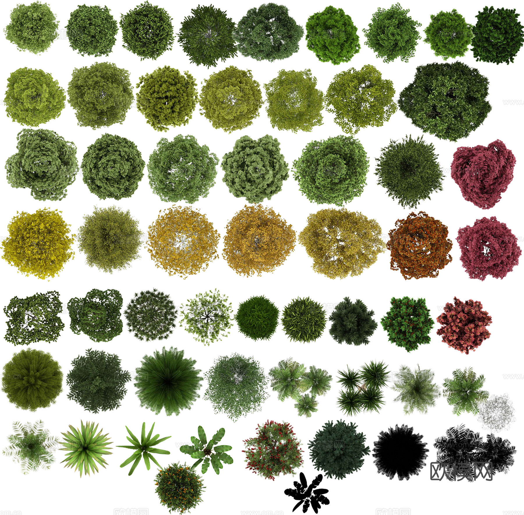 彩平植物免抠图