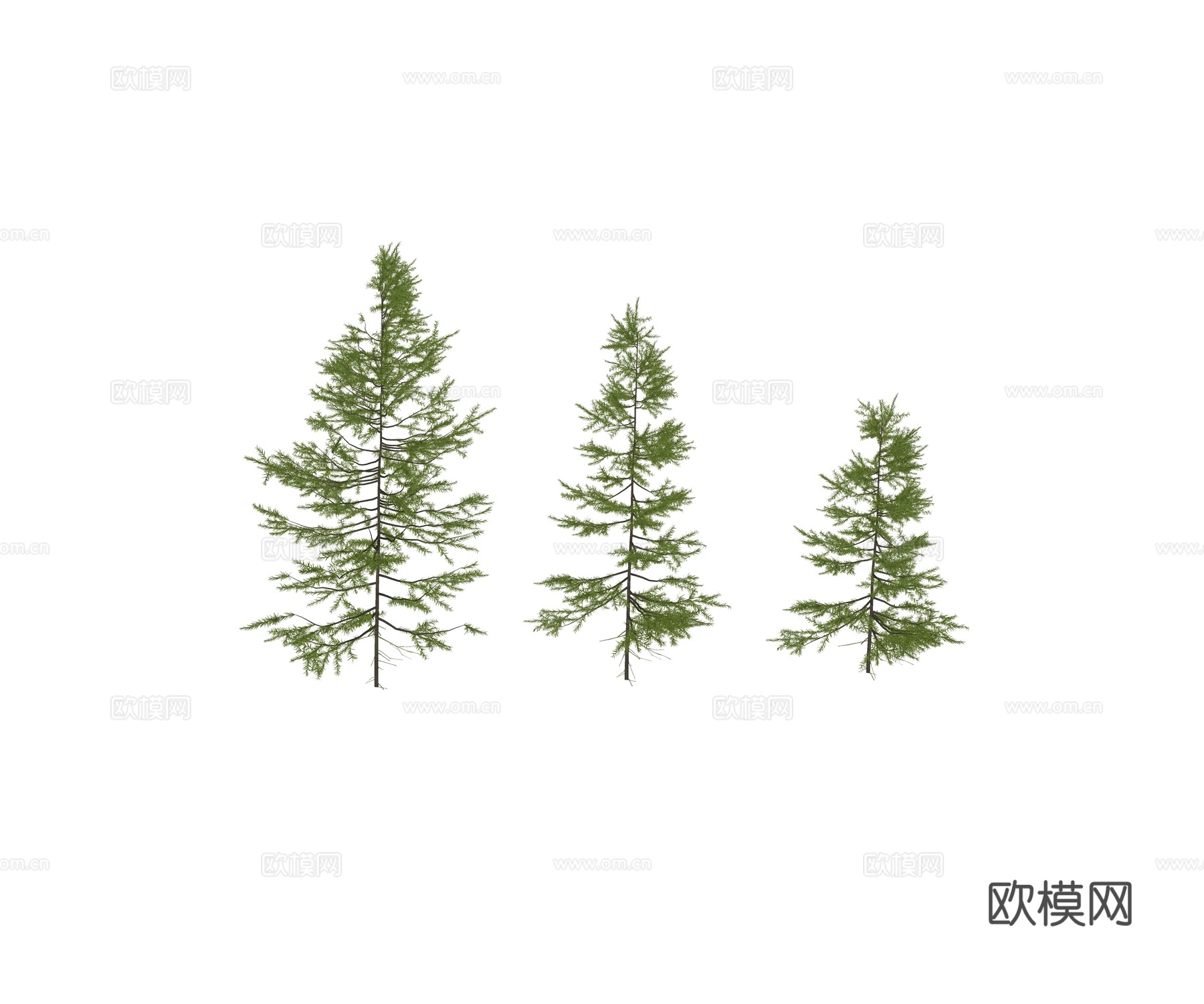 现代乔木 松树类 雪松 柏树类植物su模型