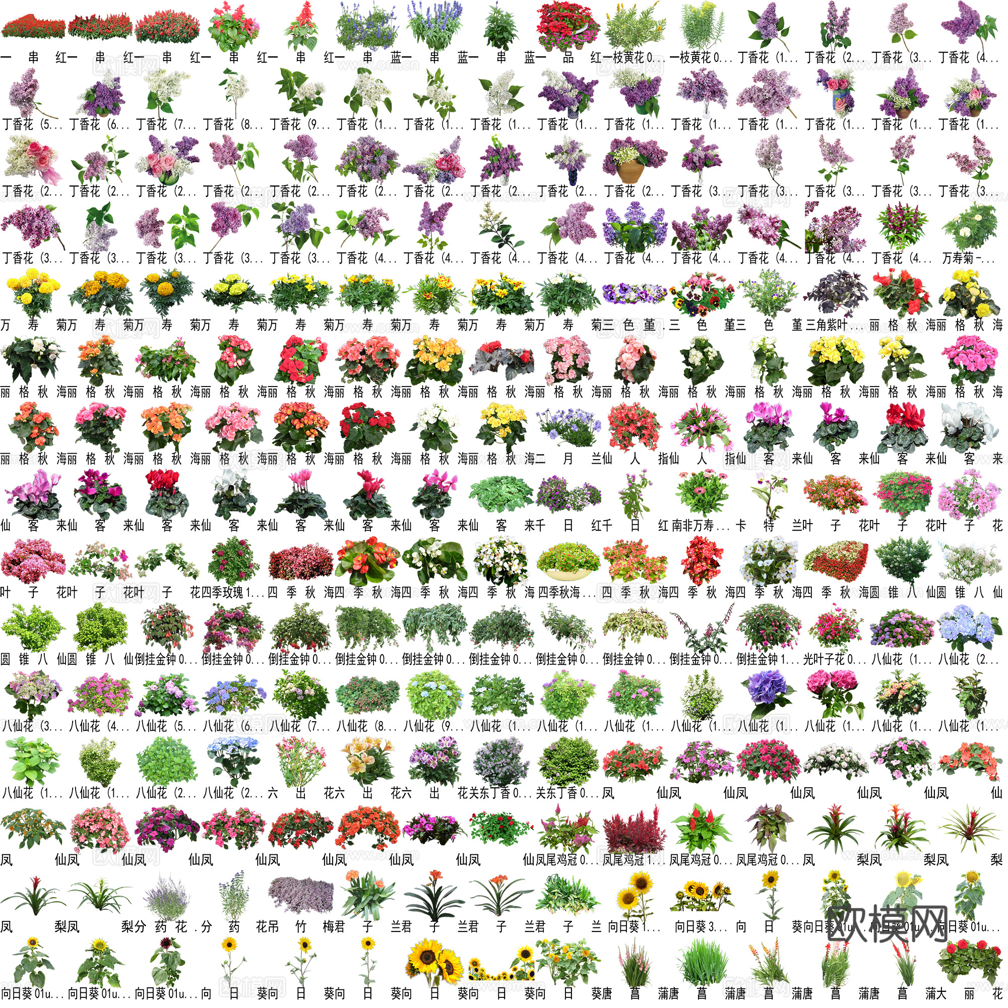 花卉植物免抠图