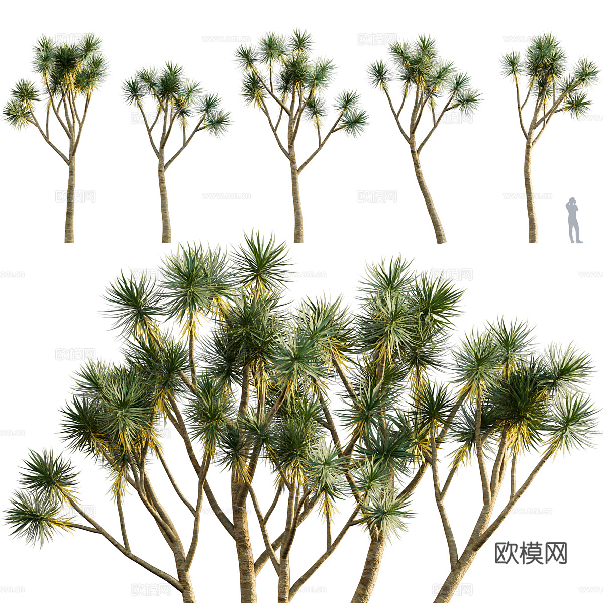 嘉兰菊3d模型