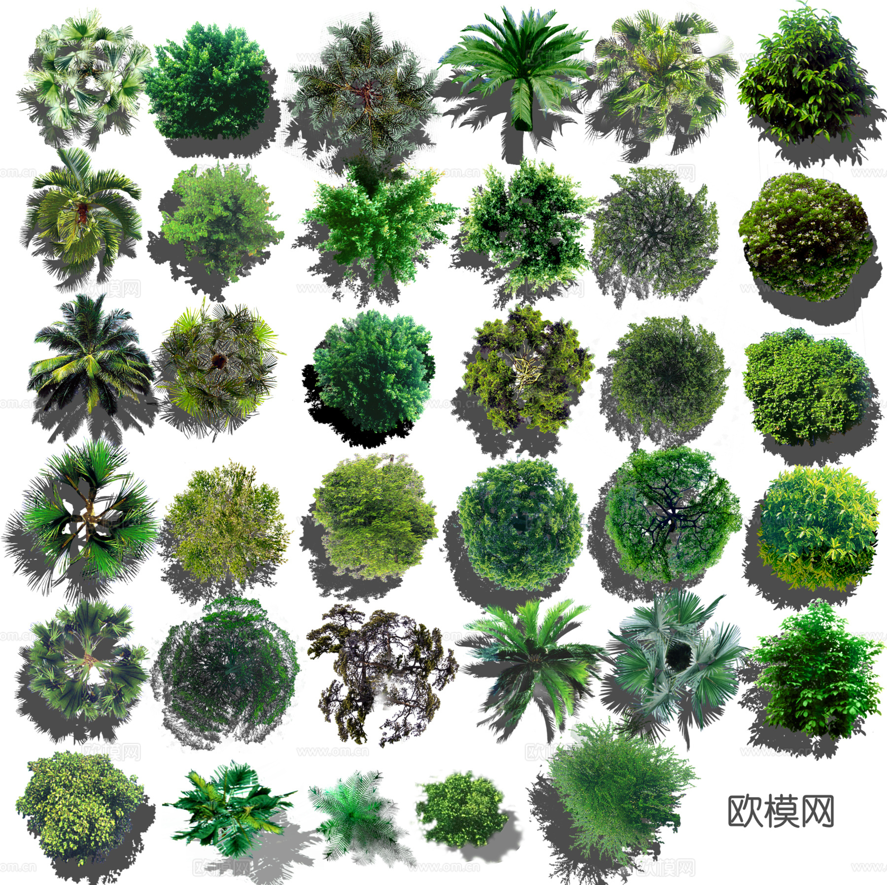 彩平植物免抠图
