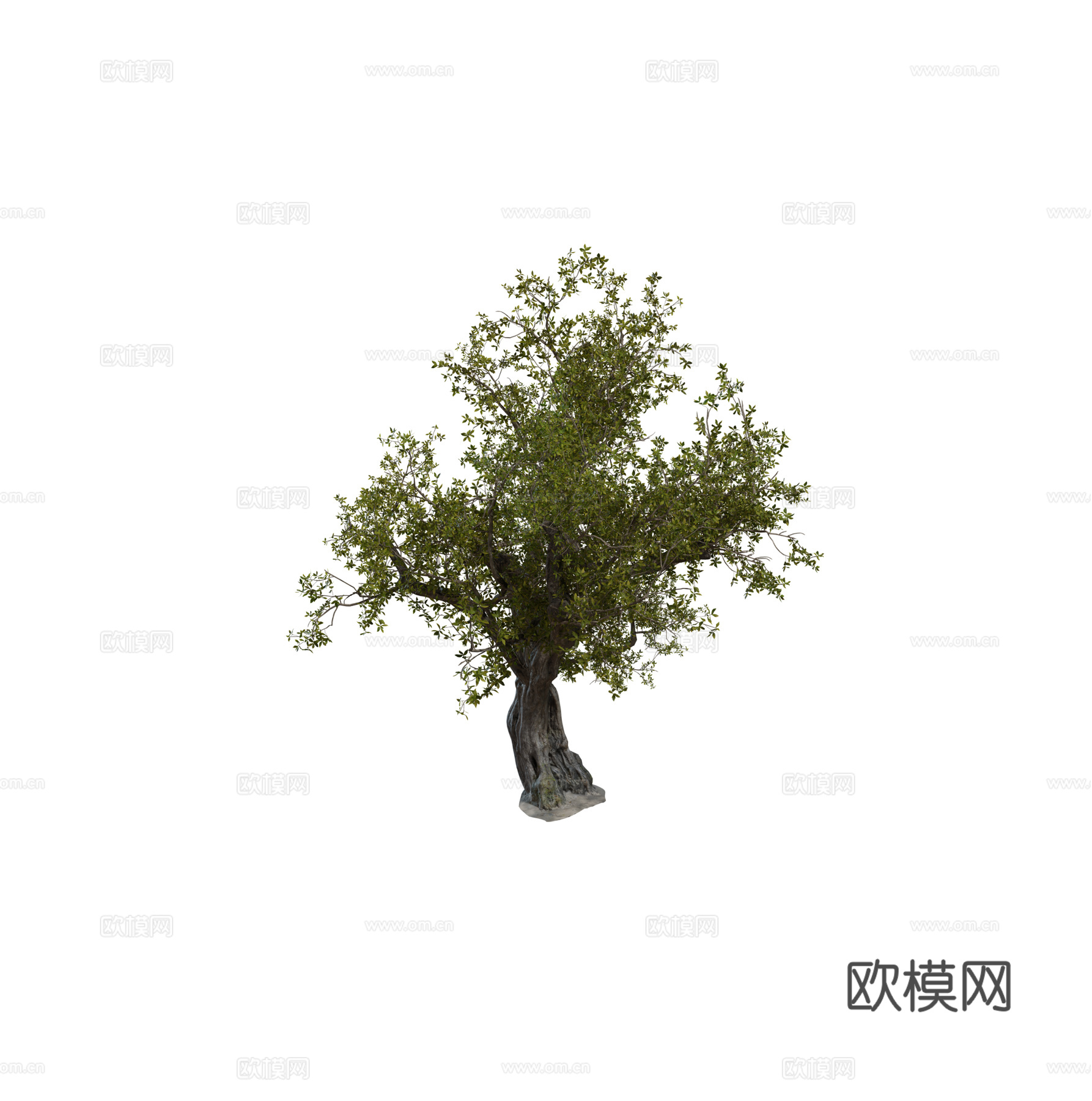 现代乔木 丛生乔木 落叶乔木 孤植乔木组合3d模型