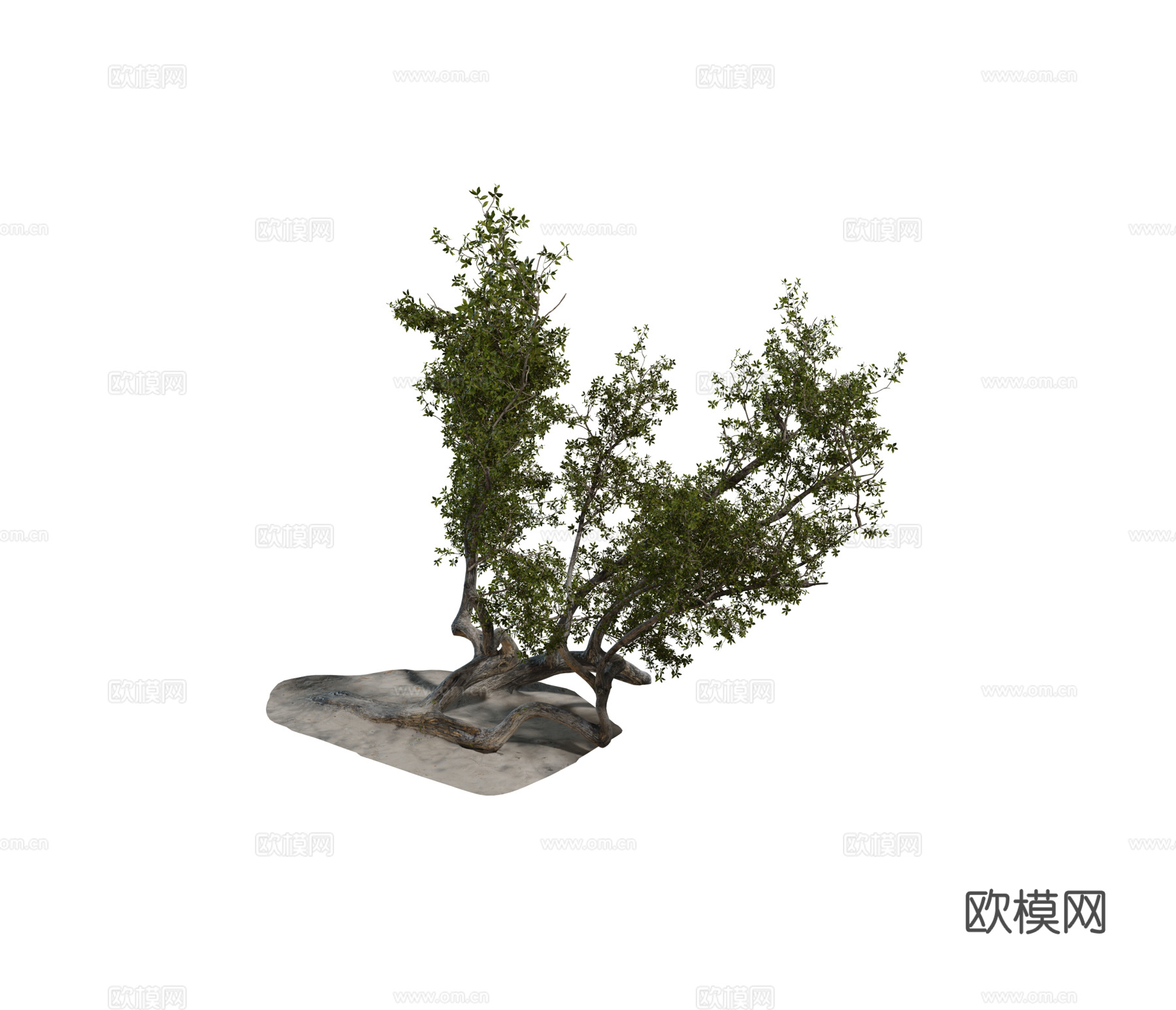 现代乔木 丛生乔木 灌木乔木 海岛植物su模型