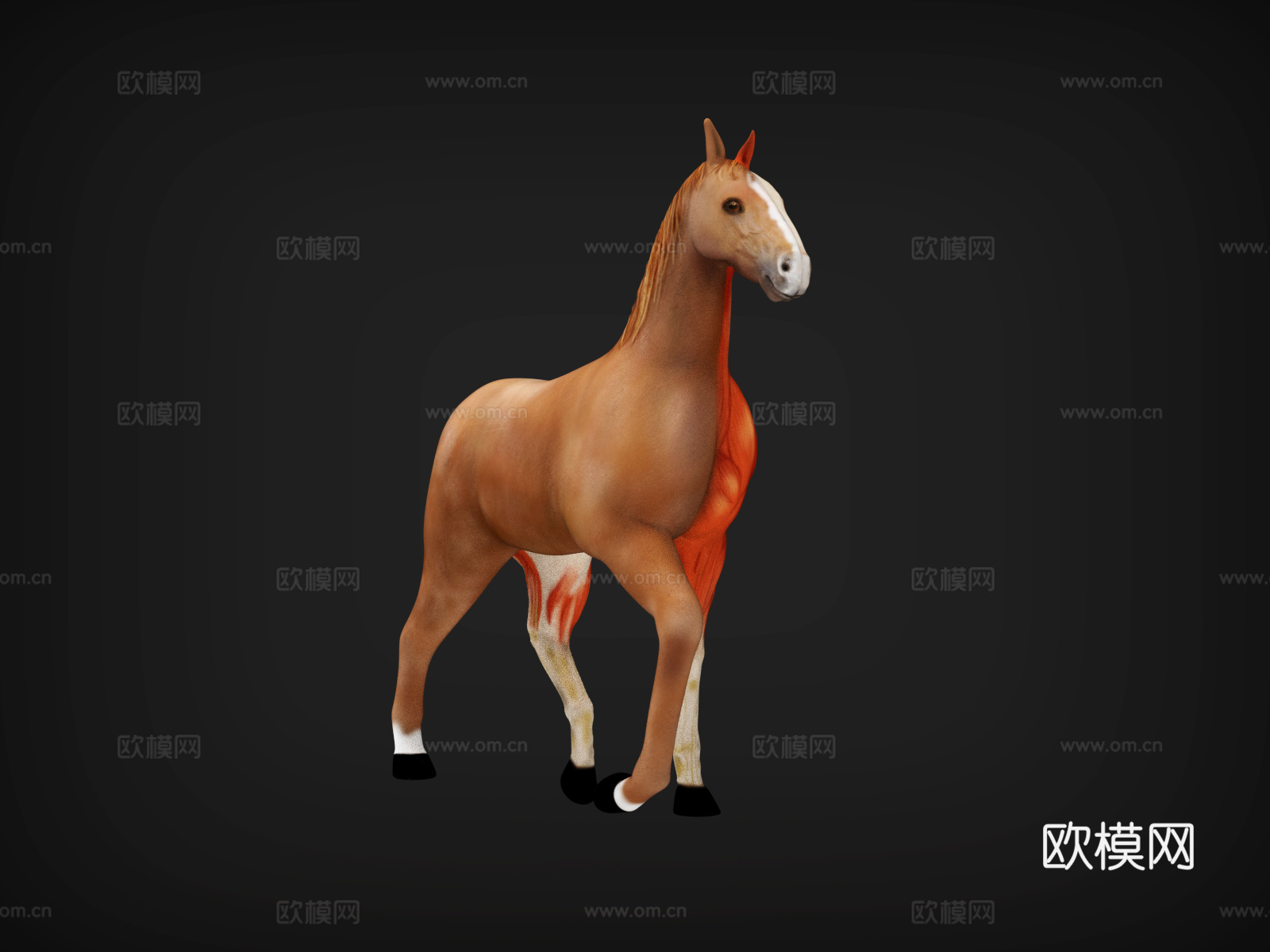 马  解剖  马肌肉分布图   肌肉分布图   骏马 马匹3d模型