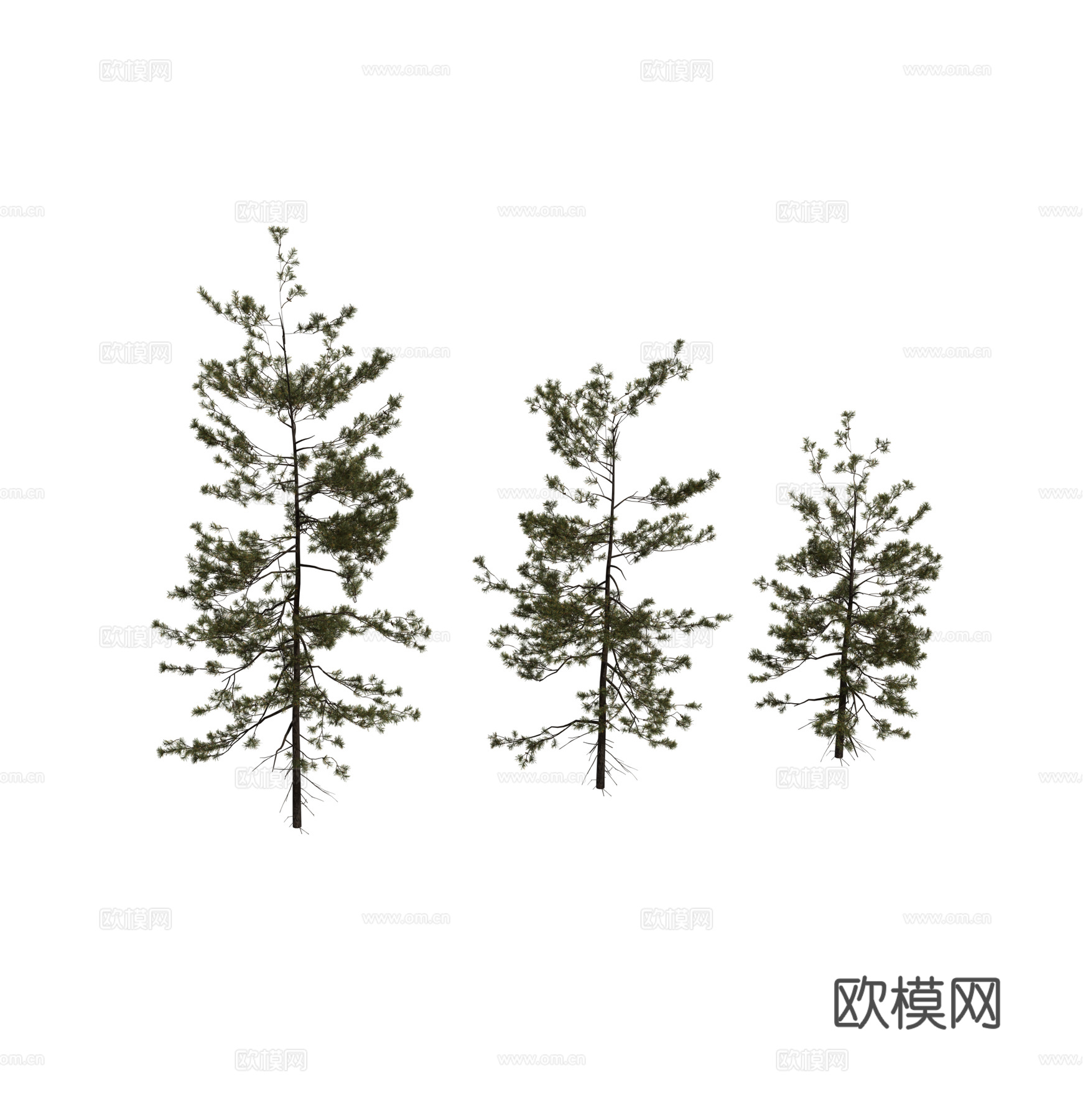 现代乔木 松树类 雪松 柏树类植物组合3d模型