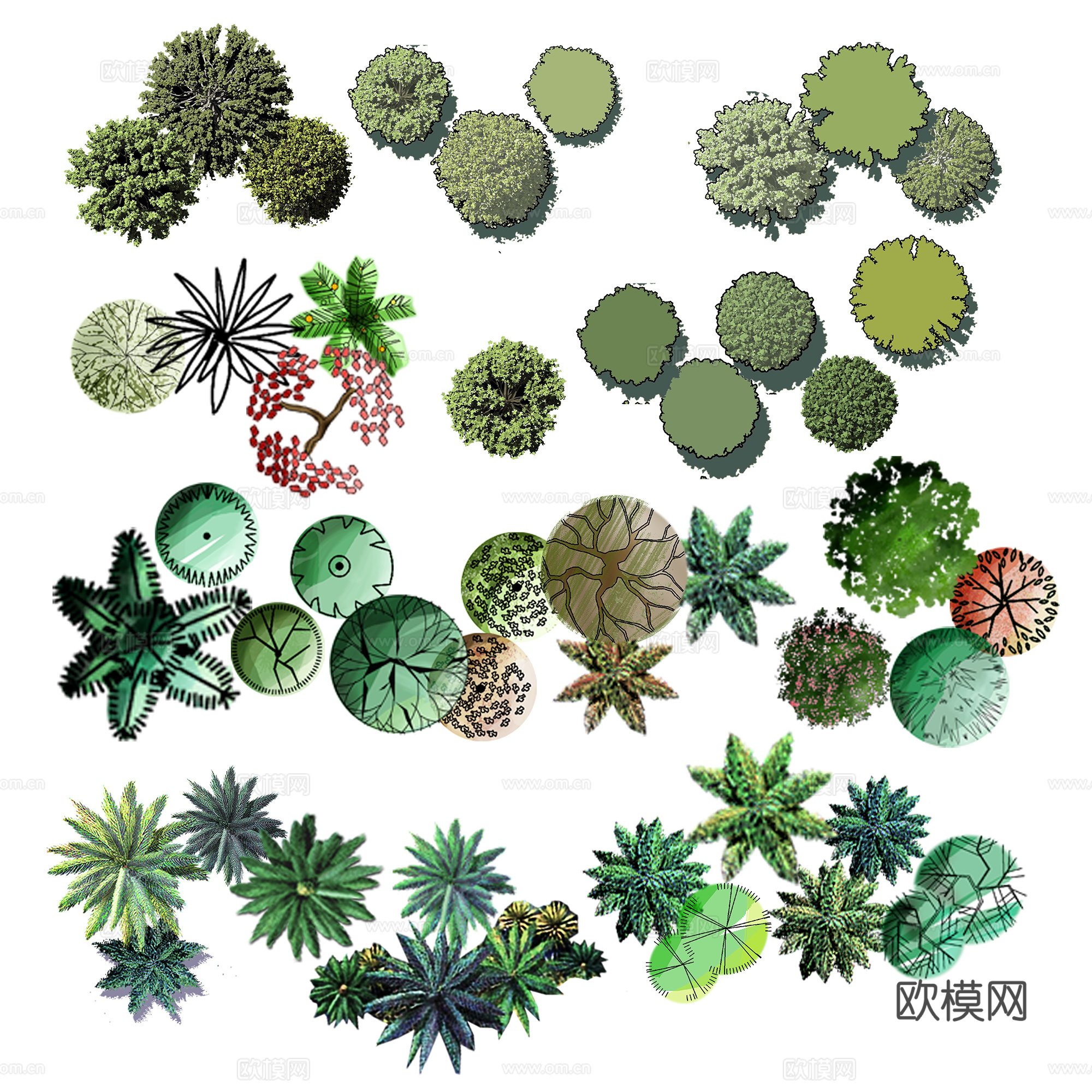 彩平植物免抠图下载