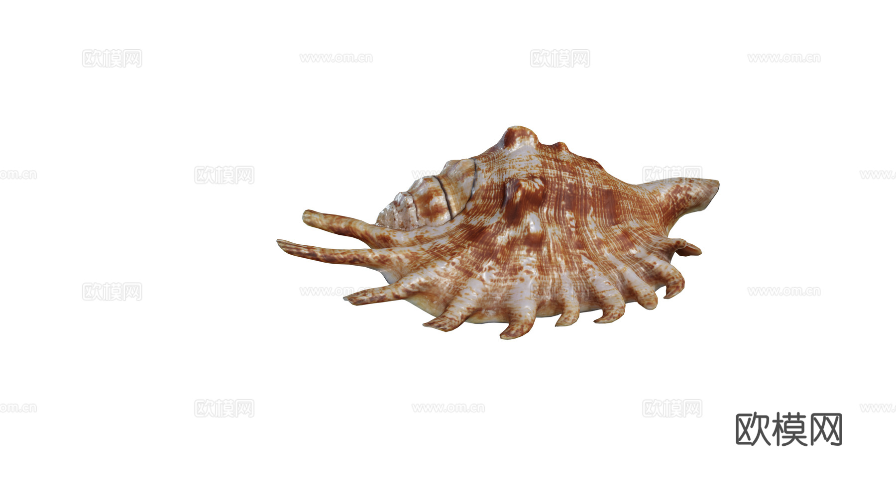 现代海螺 贝壳 装饰摆件饰品组合3d模型