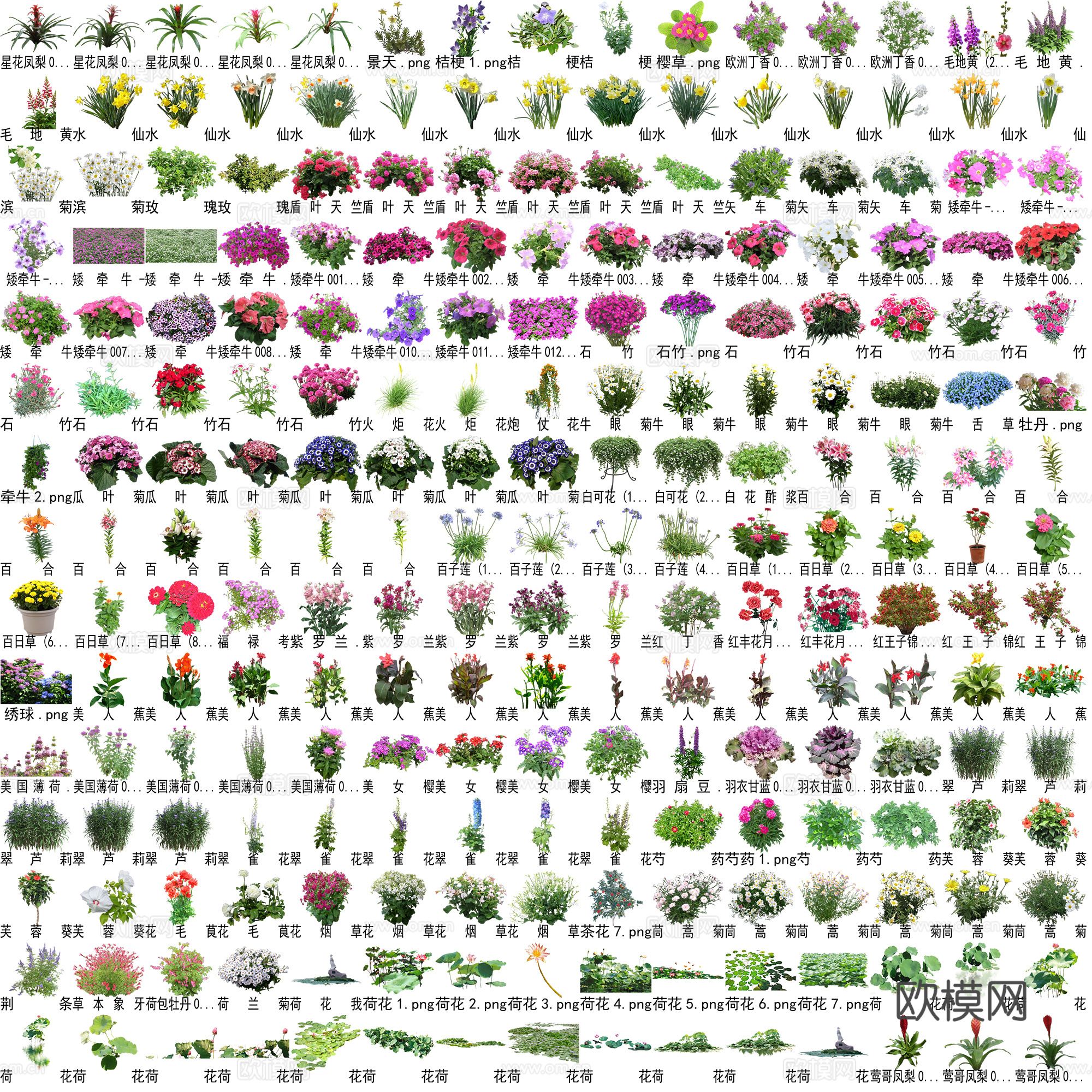 花卉植物免抠图