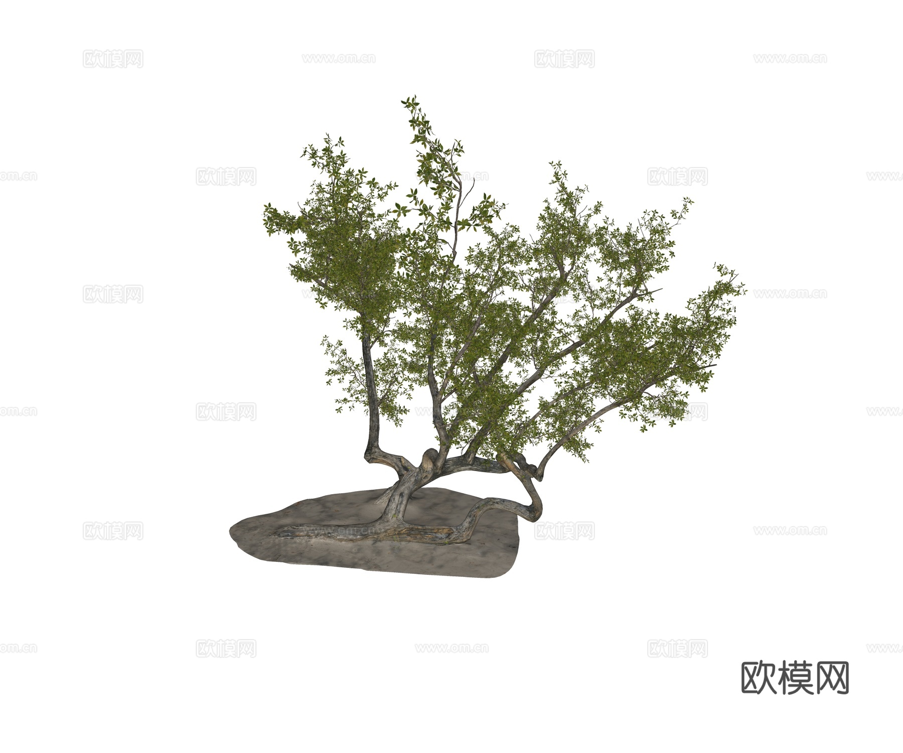现代乔木 丛生乔木 灌木乔木 海岛植物su模型
