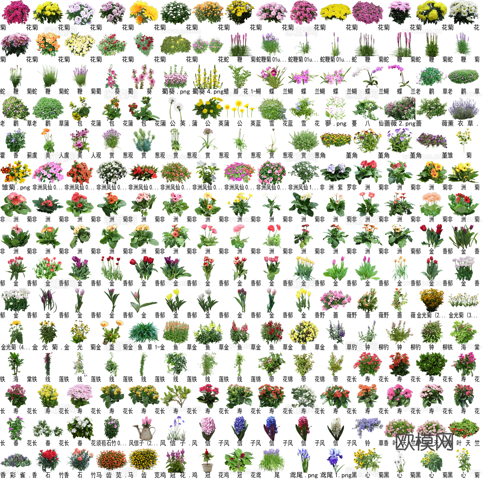 花卉植物免抠图