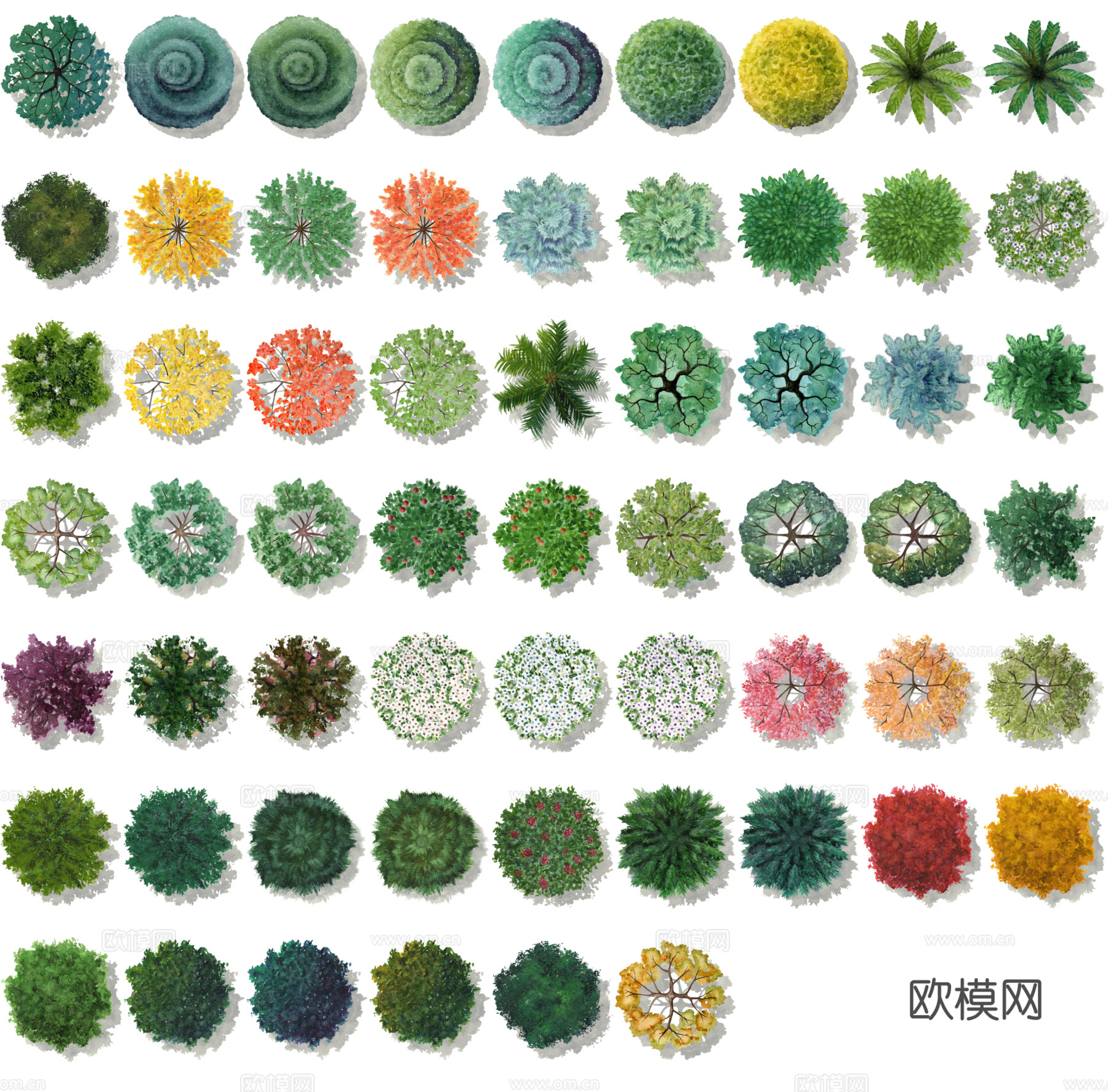 彩平植物免抠图