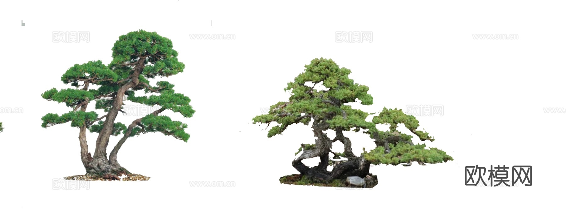 新中式罗汉松景观树su模型下载