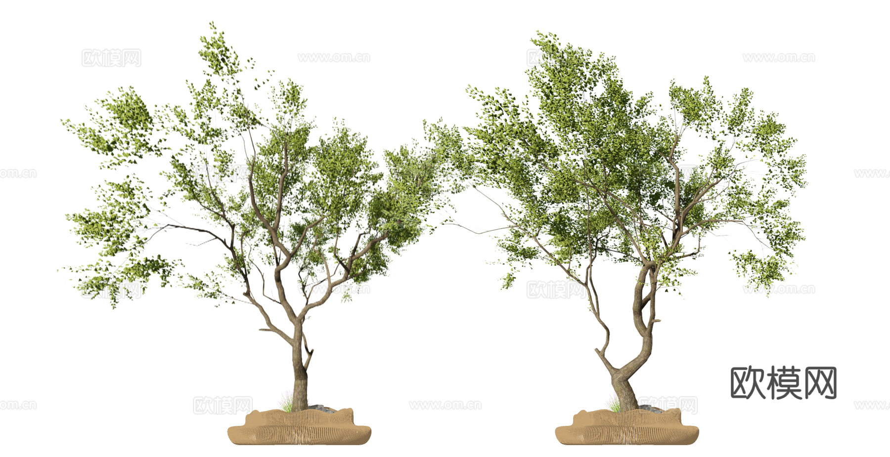 现代朴树景观树su模型下载