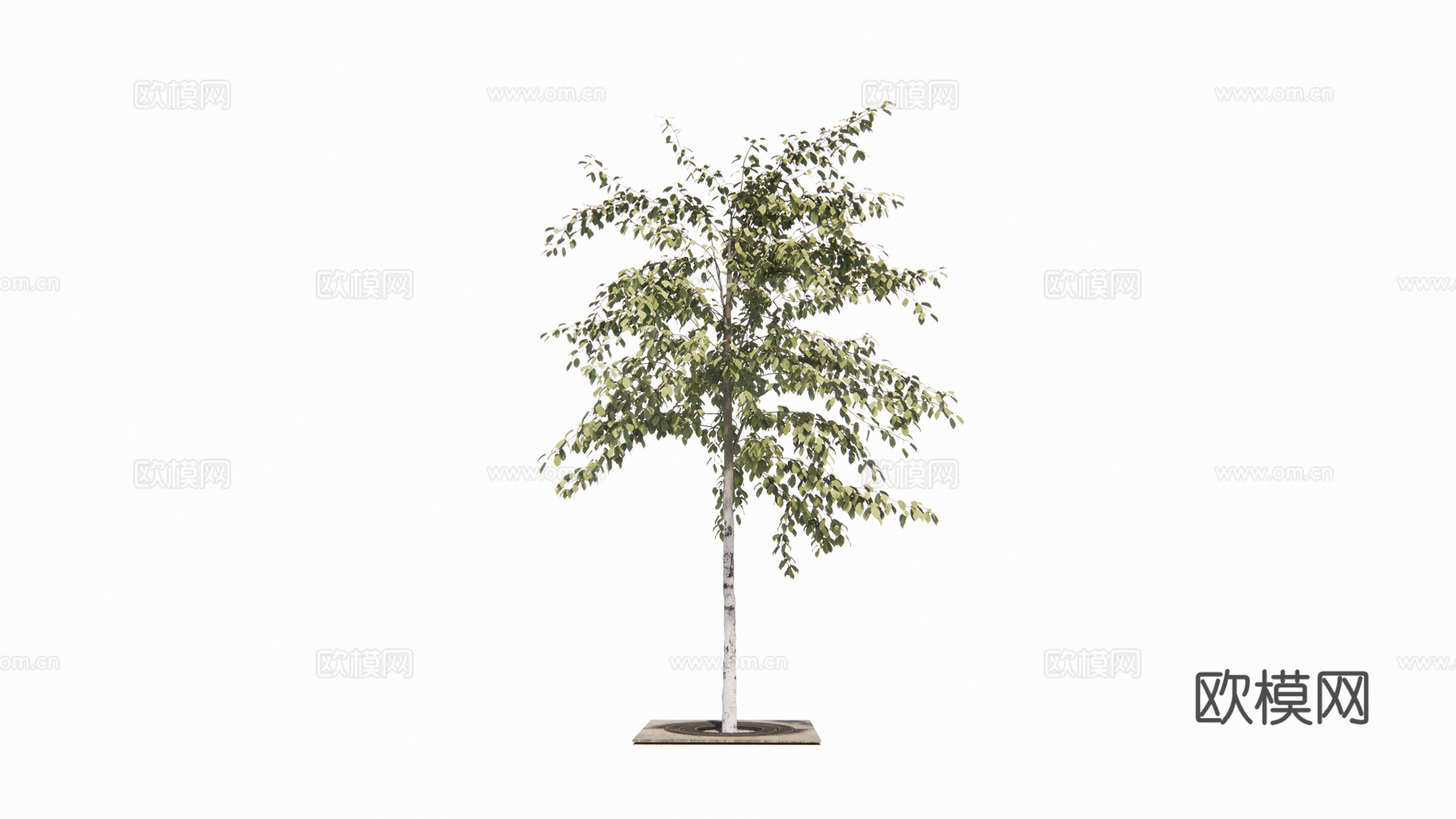 现代景观树su模型下载