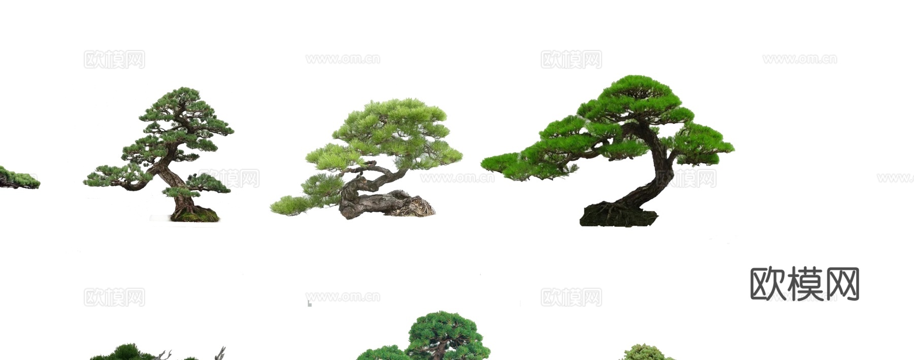 新中式罗汉松景观树su模型下载