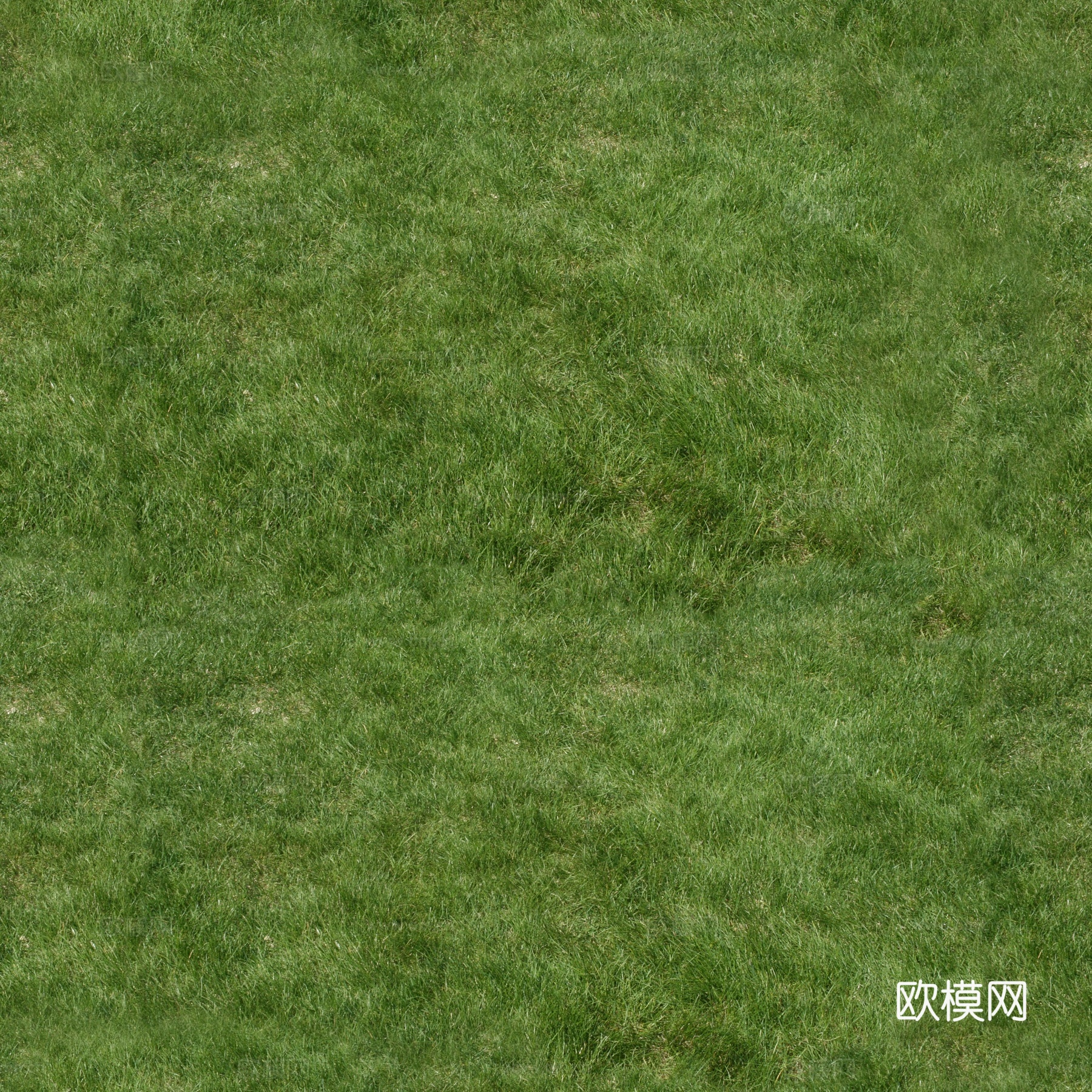 草坪草皮贴图